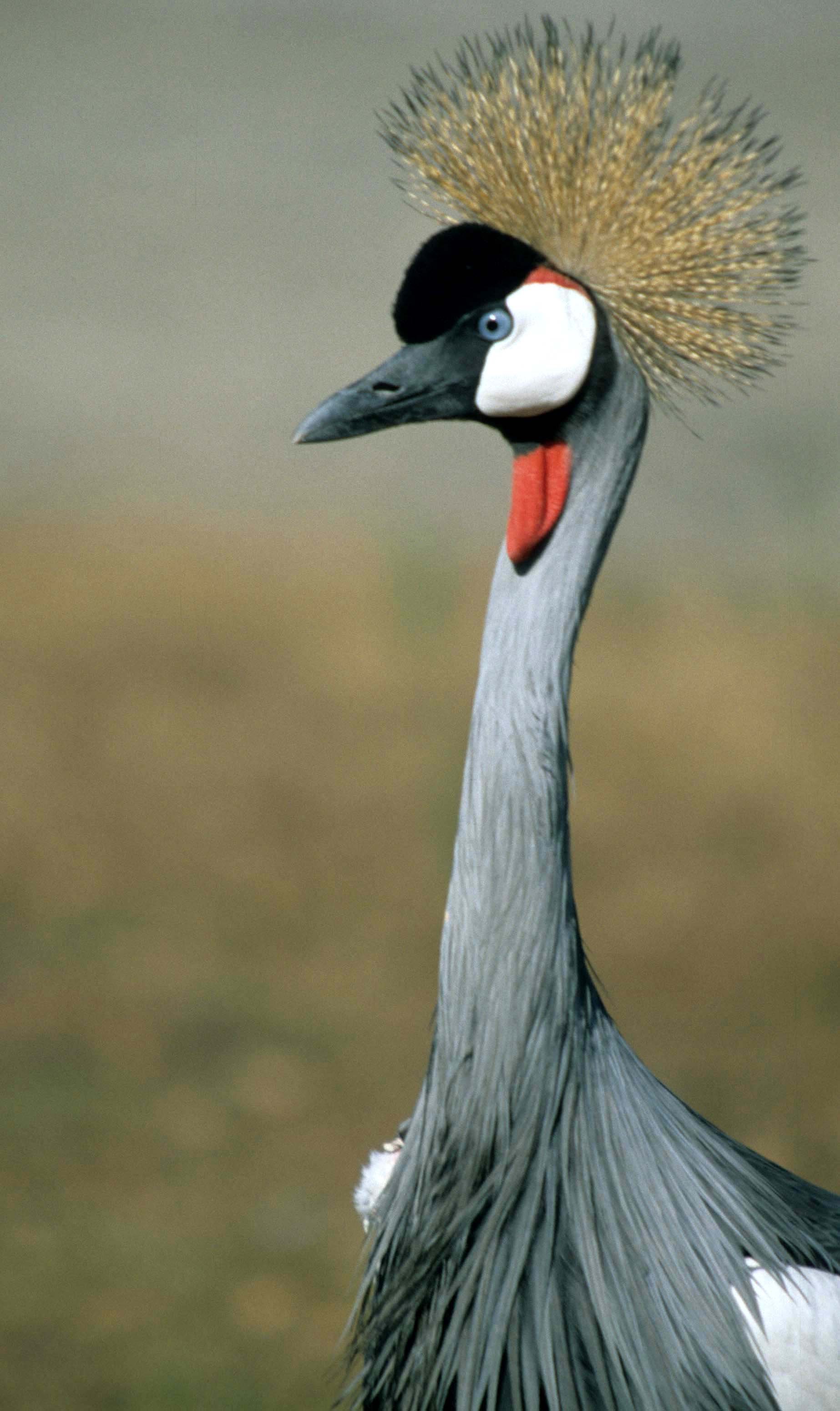 Balearica regulorum - GREY CROWNED CRANE - SOUTH AFRICA OUTSIDE KRUGER -scanned slides (1).jpg
