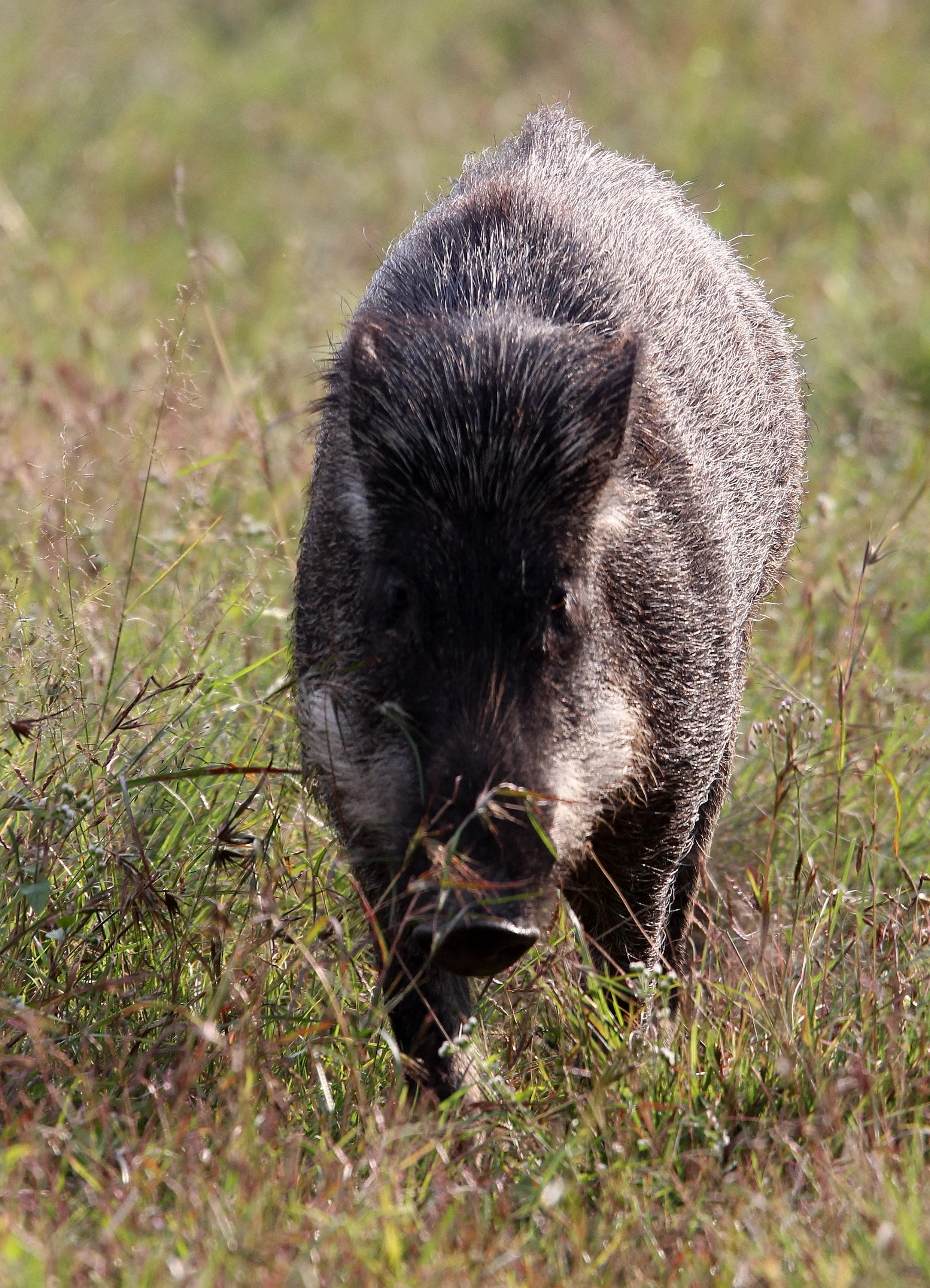 Sus scrofa cristatus - INDIAN BOAR - INDIRA GANDHI TOPSLIP NATIONAL PARK, TAMIL NADU INDIA (11).JPG