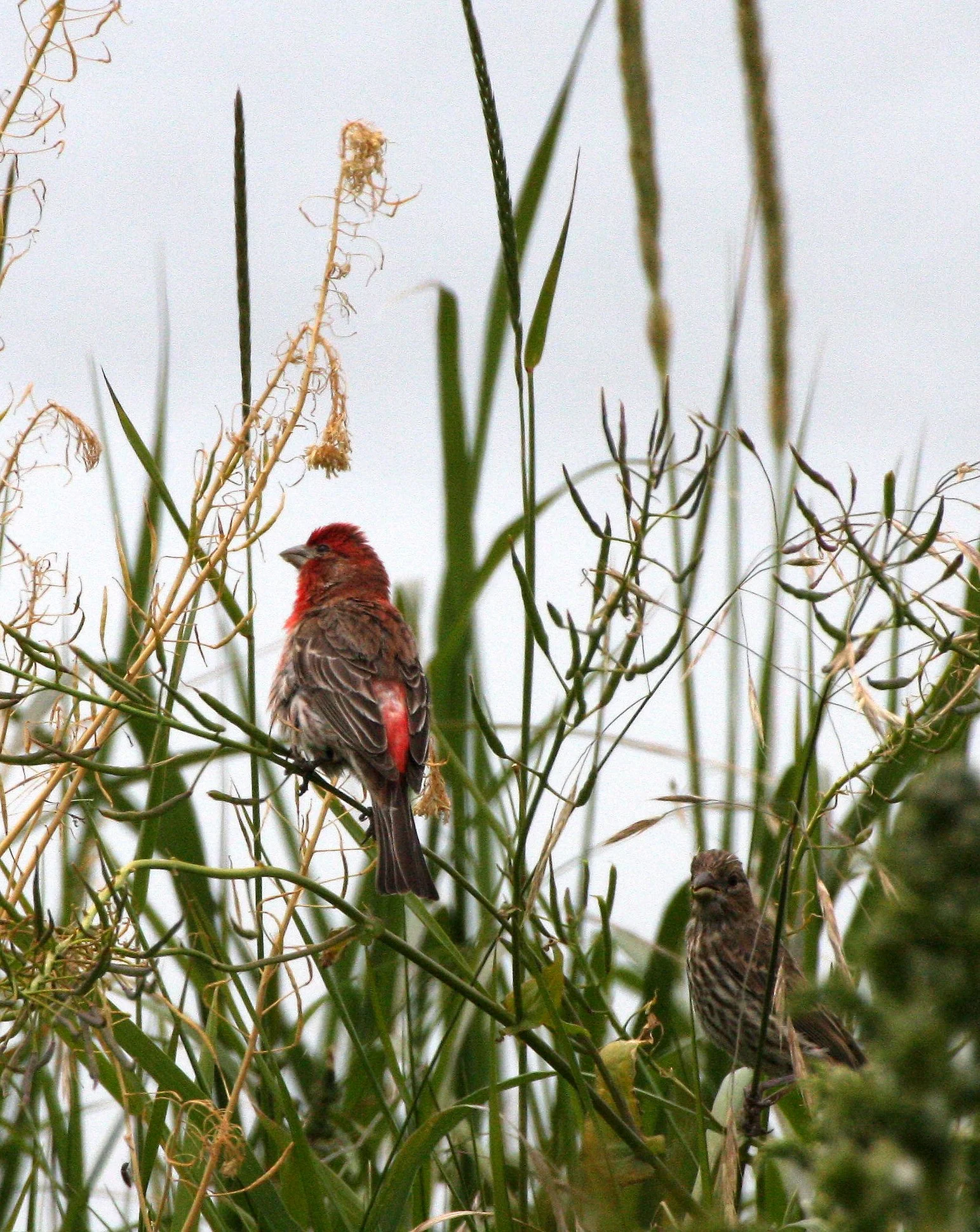 BIRD - FINCH - HOUSE FINCH - CLINE SPIT PARK - SEQUIM DUNGENESS  (5).JPG
