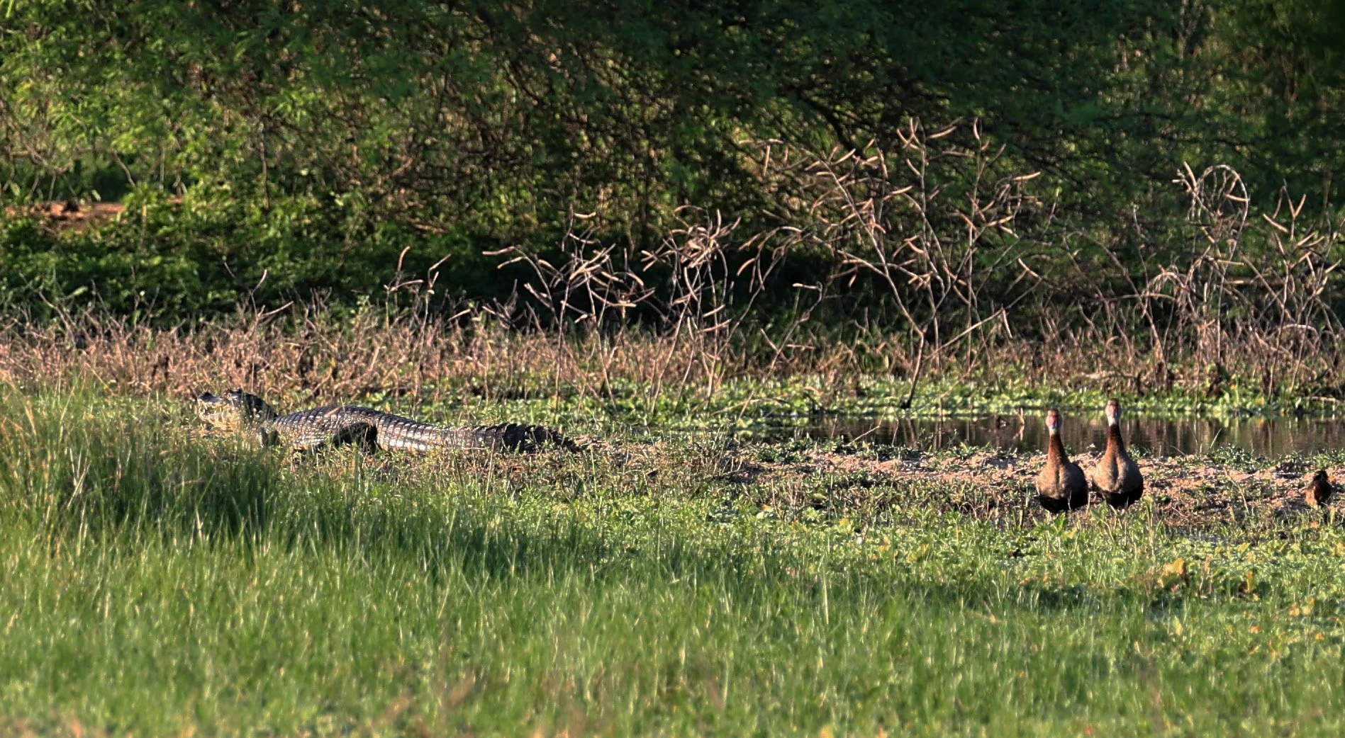 Yacare Caiman (Caiman yacare) with BBWD Wetlands along Road between Pozo Colorado & Asuncion (2).jpg