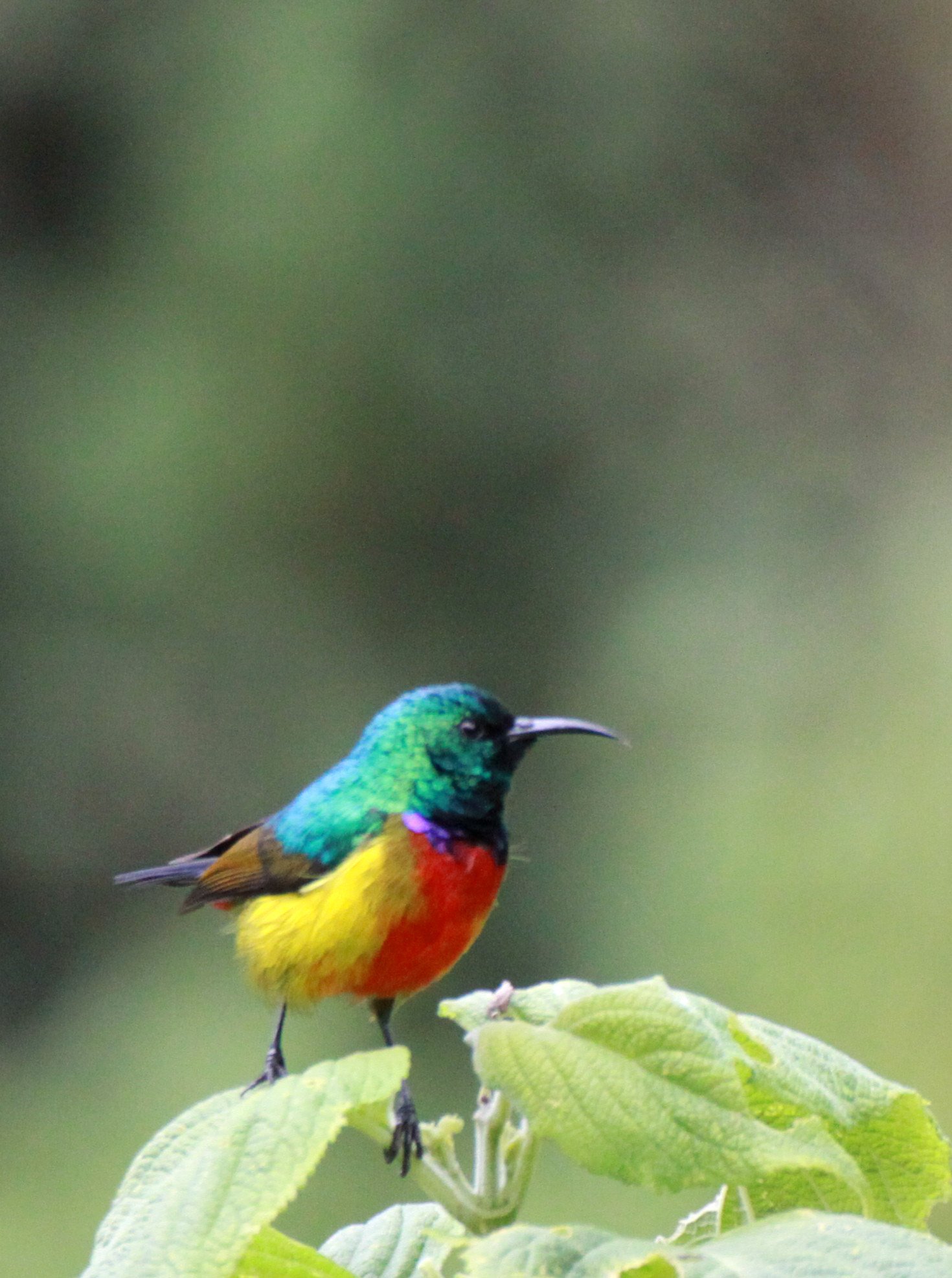 Regal Sunbird (Cinnyris regius) - RWENZORI NATIONAL PARK UGANDA (8).JPG