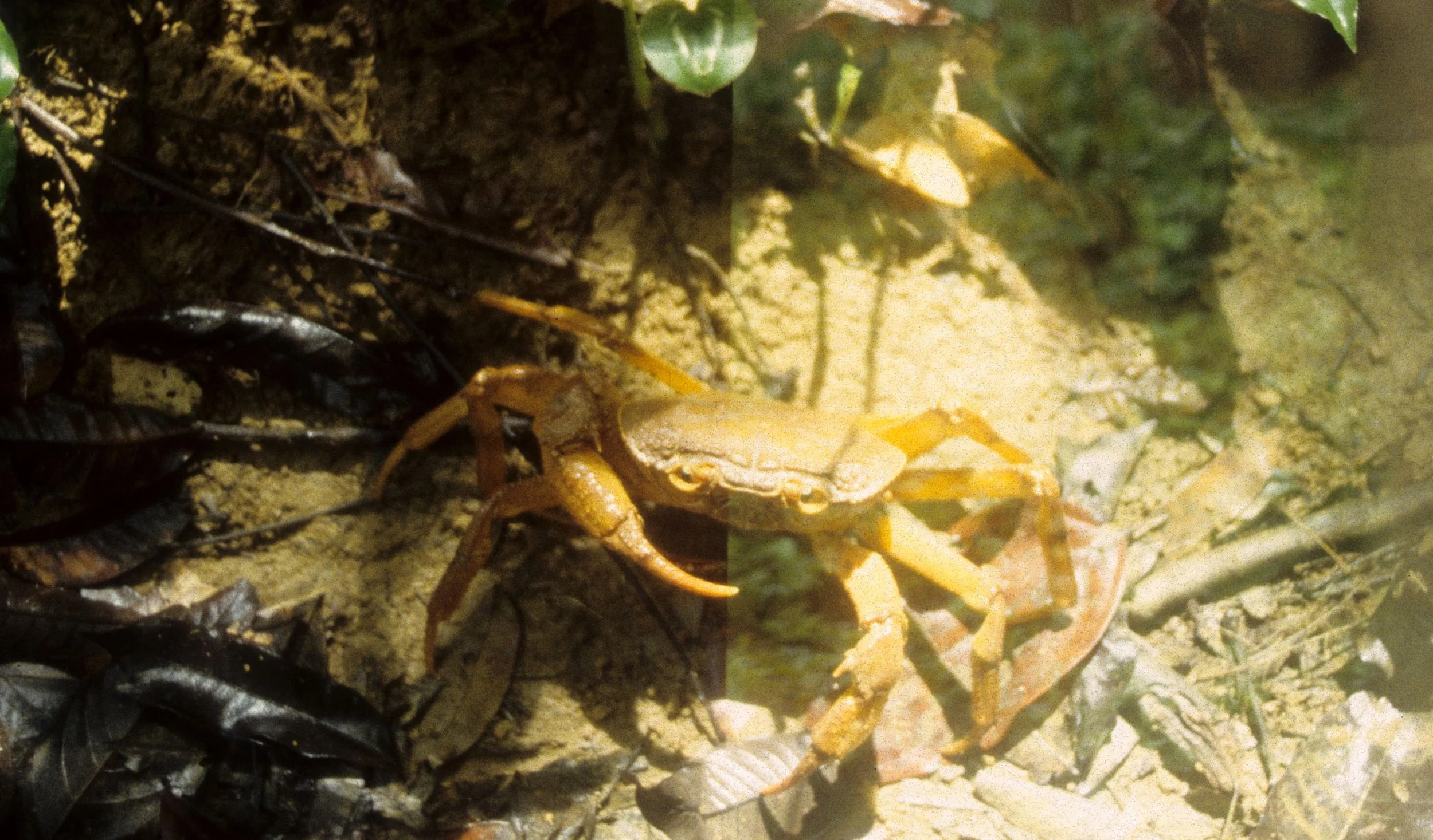 INVERT - ARTHROPOD - TERRESTRIAL CRAB - CP NP.jpg