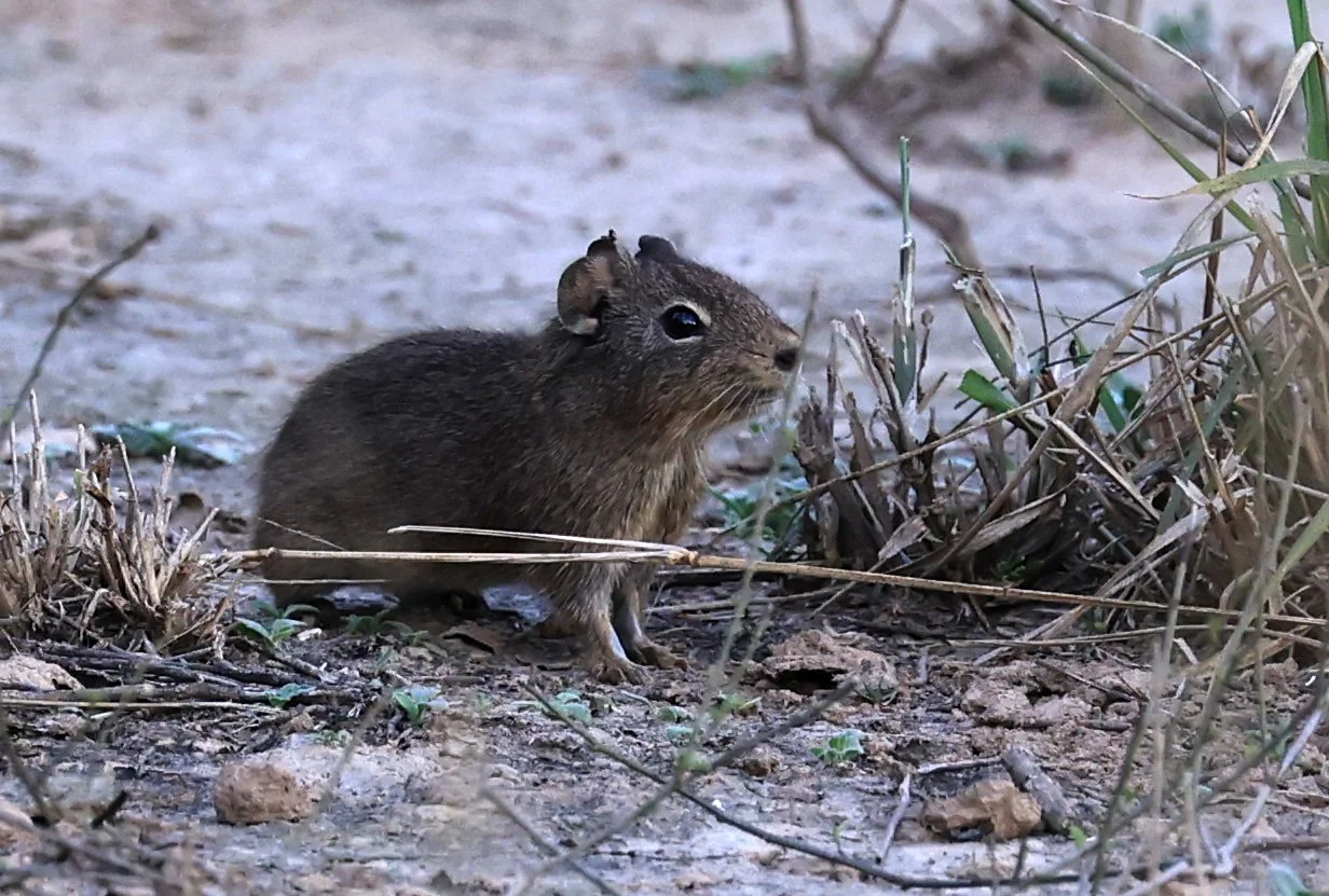 Lowland Yellow-Toothed Cavy (Galea leucoblephara) Hotel Campestre Iparoma Paraguay  (2).jpg