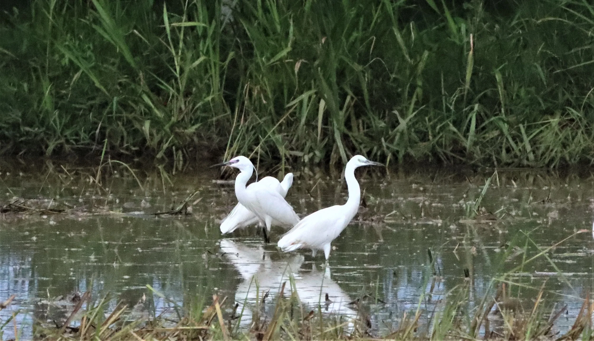 EGRET - GREAT & LITTLE EGRETS - Egretta garzetta & Mesophoyx intermedia - PATTHALUNG RICE FIELDS 2.jpg