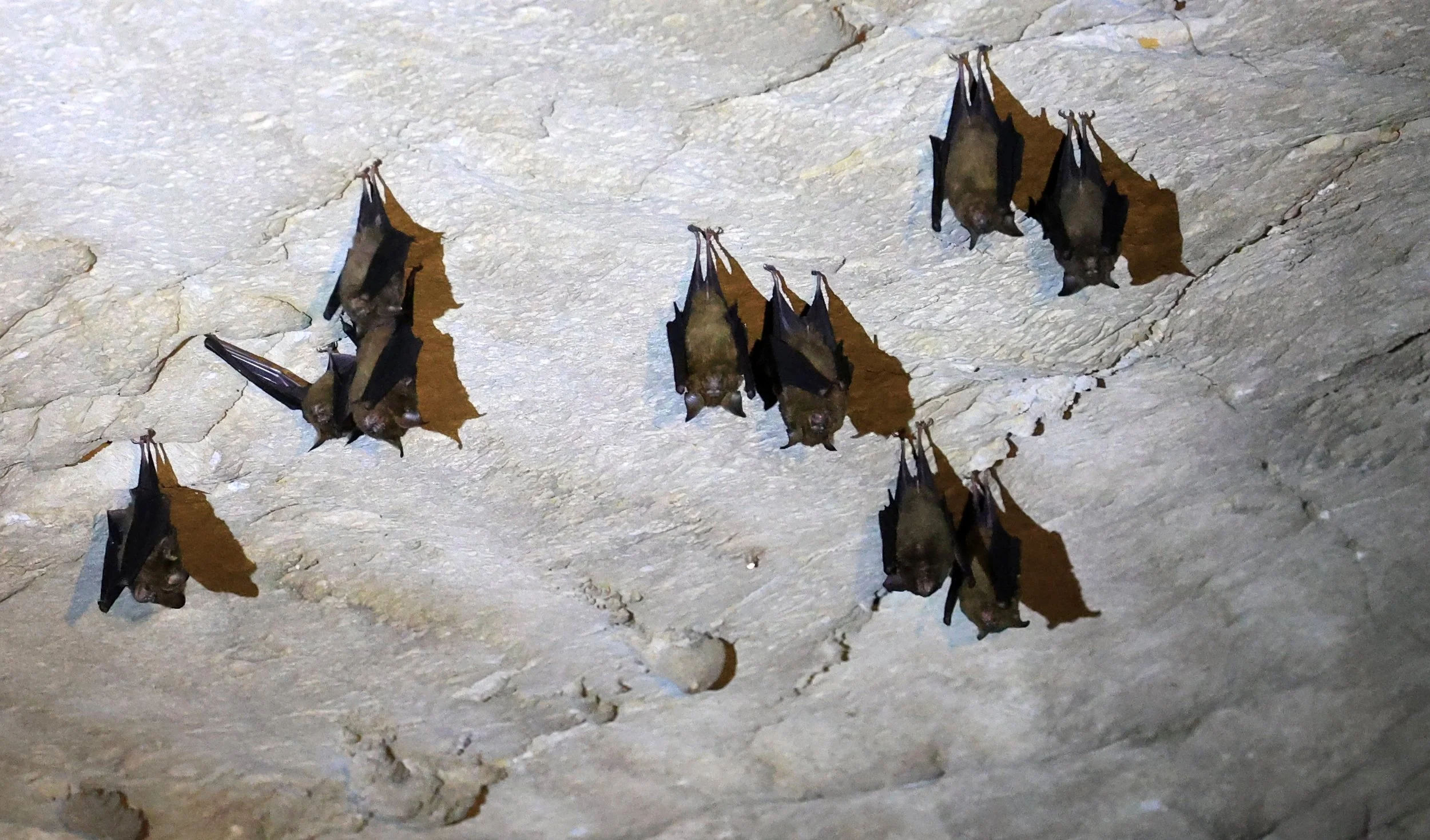 Laotian roundleaf bat (Hipposideros rotalis) Kong Lor Cave (Tham Kong Lo), Khammouane Province, Laos (19).jpg