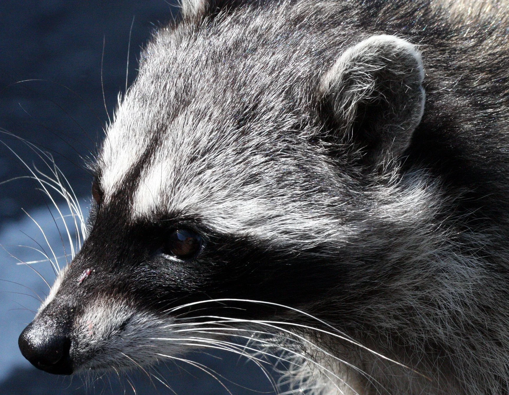 RACOON - NORTHERN RACOON - PORT ANGELES WA (8).JPG