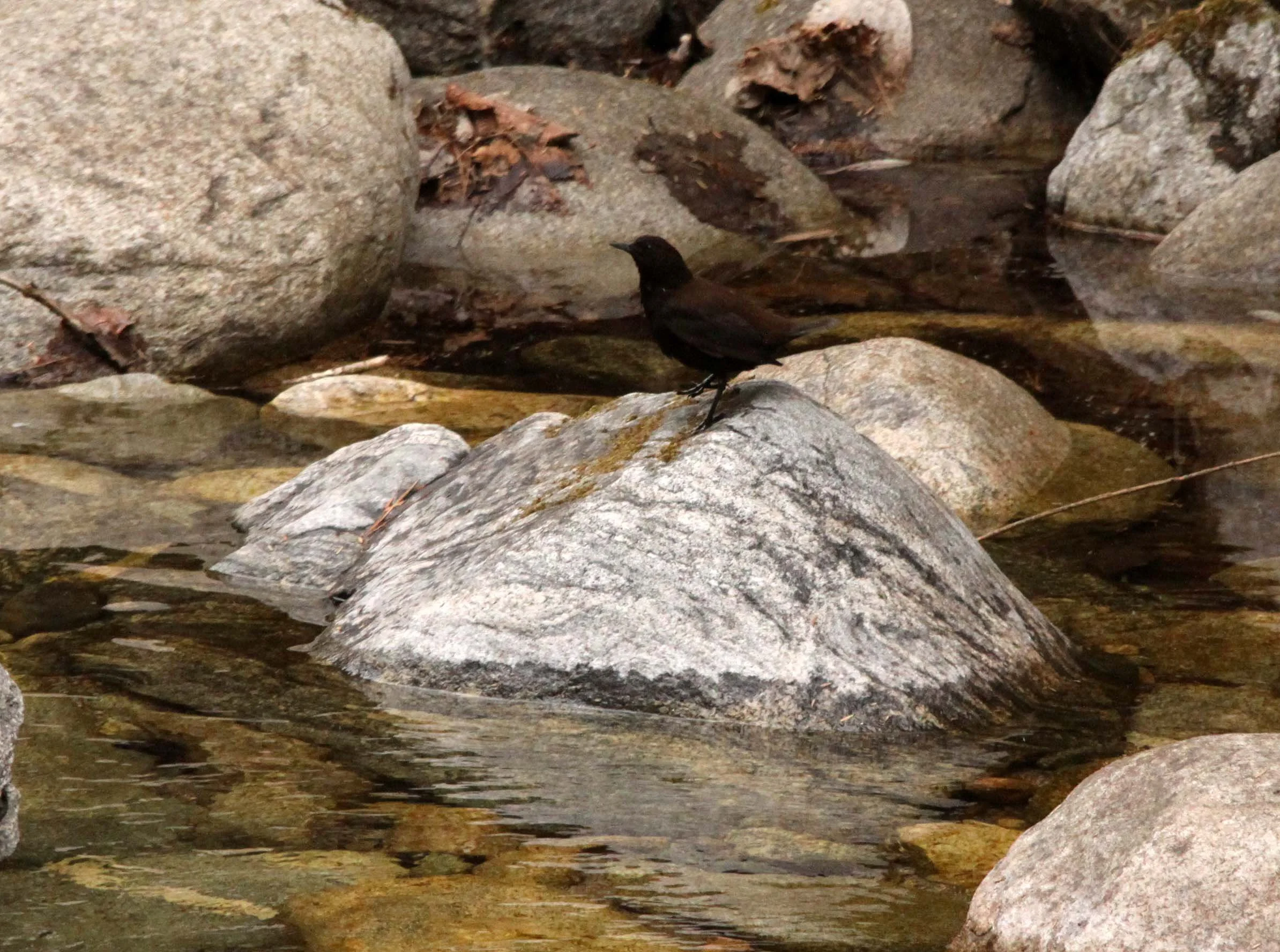 Brown dipper (Cinclus pallasii) Foping Nature Reserve Shaanxi China (12).JPG