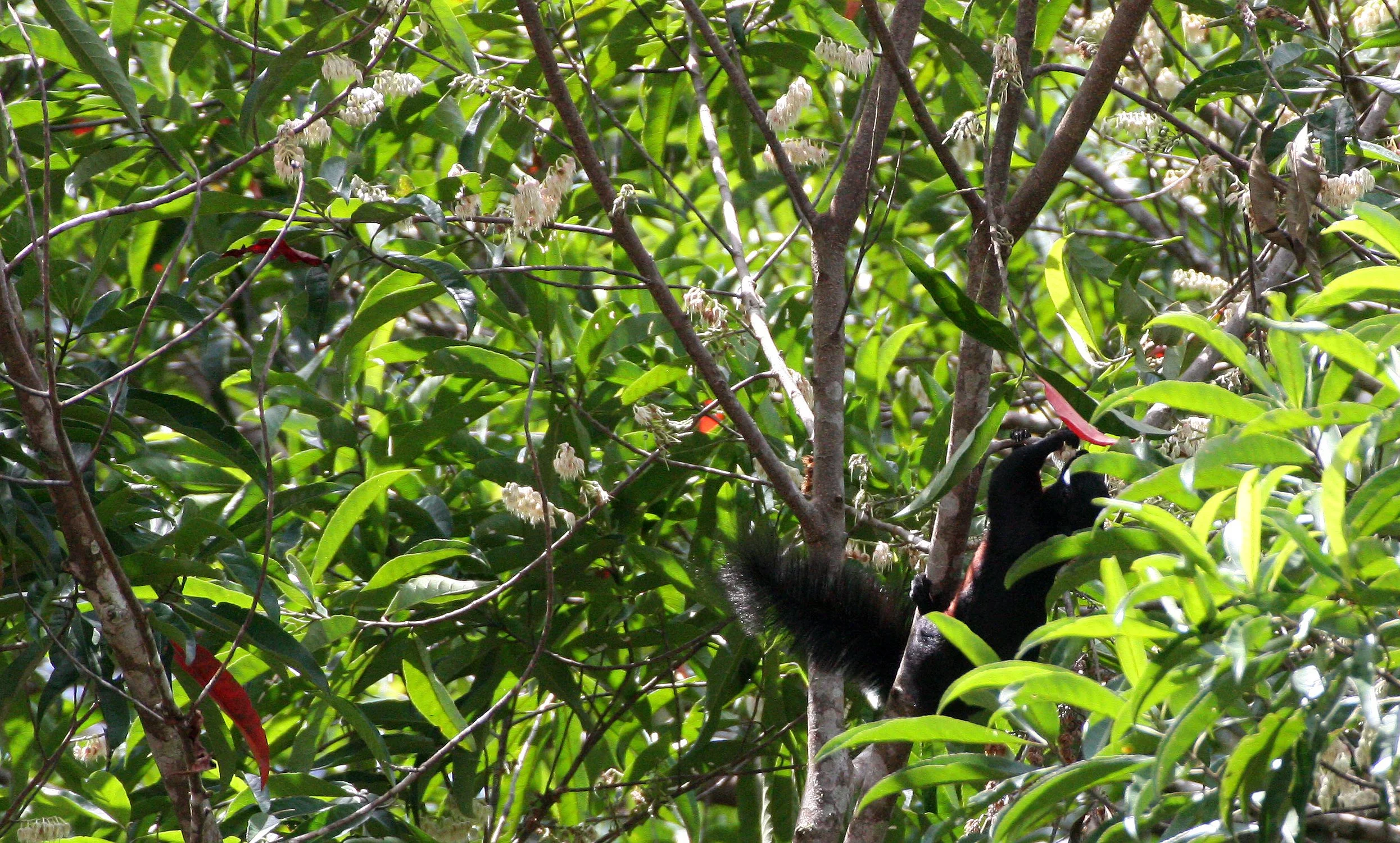 Callosciurus prevostii - PREVOST'S SQUIRREL - KINABATANGAN RIVER BORNEO  (4).JPG