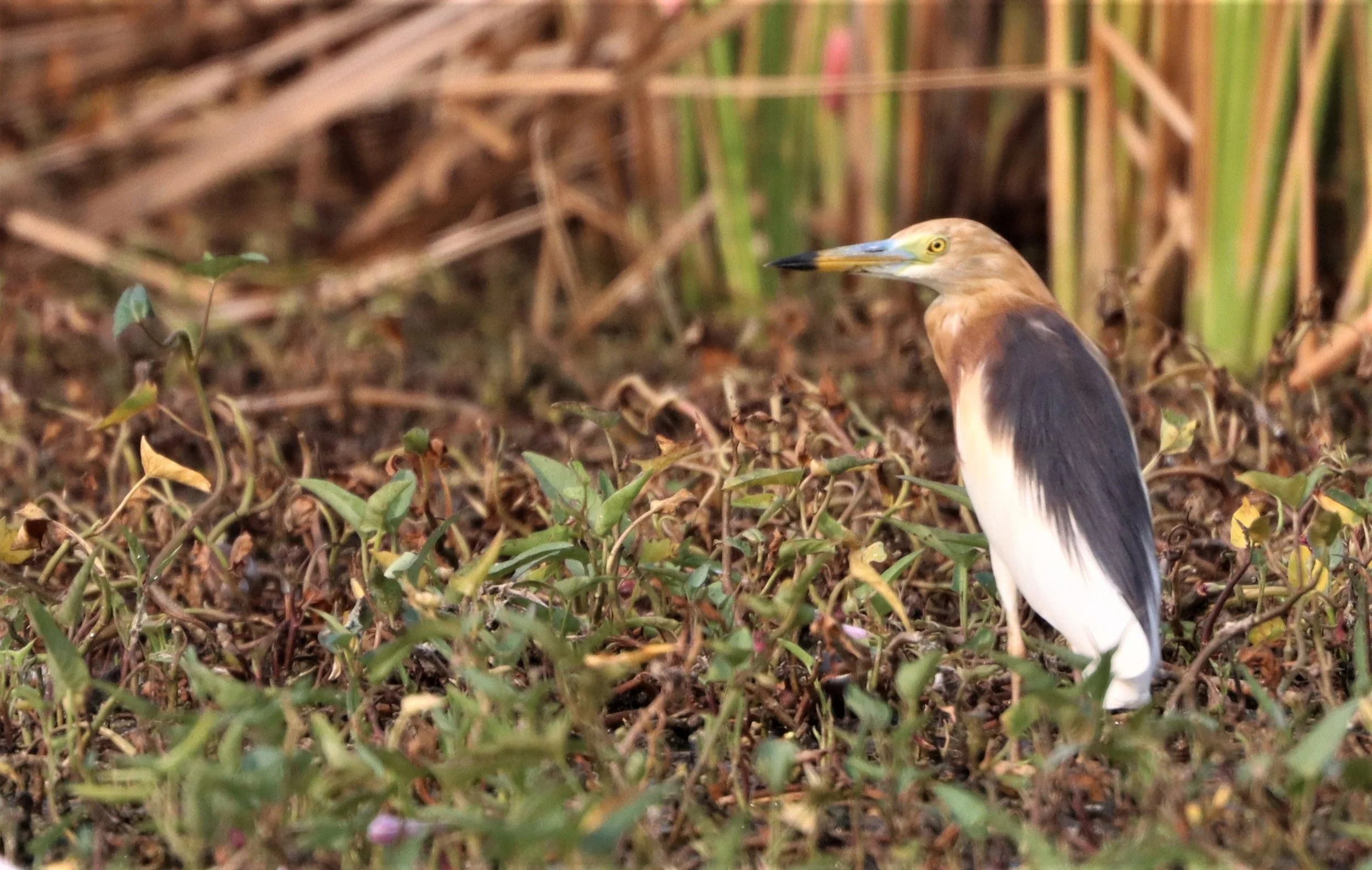 HERON - JAVAN POND HERON - Ardeola speciosa - BANG KHAEM WETLANDS NAKHON PATHOM MARCH 13 (13).jpg