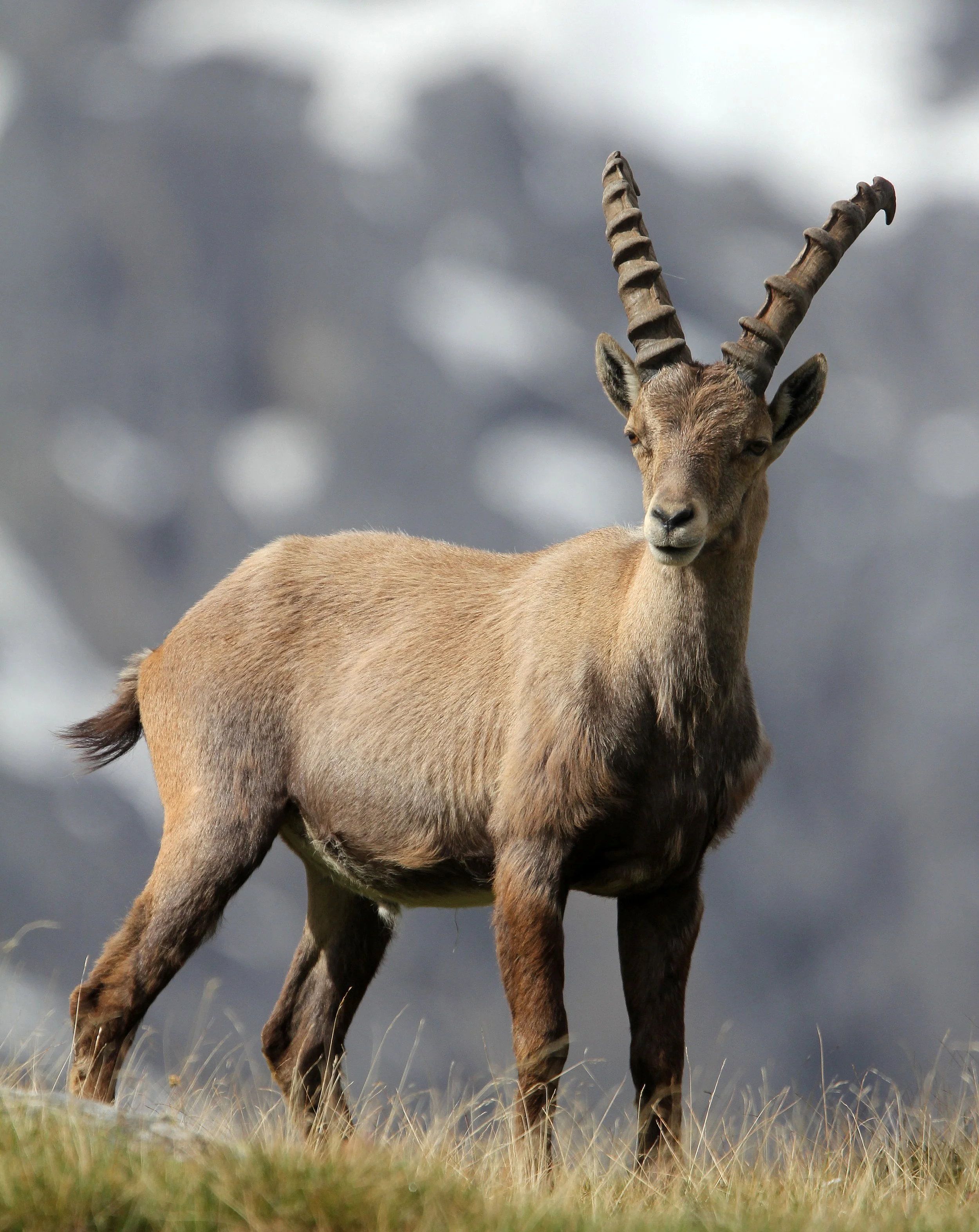 IBEX - ALPINE IBEX - Capra ibex - STELVIO NATIONAL PARK ITALY (141).JPG
