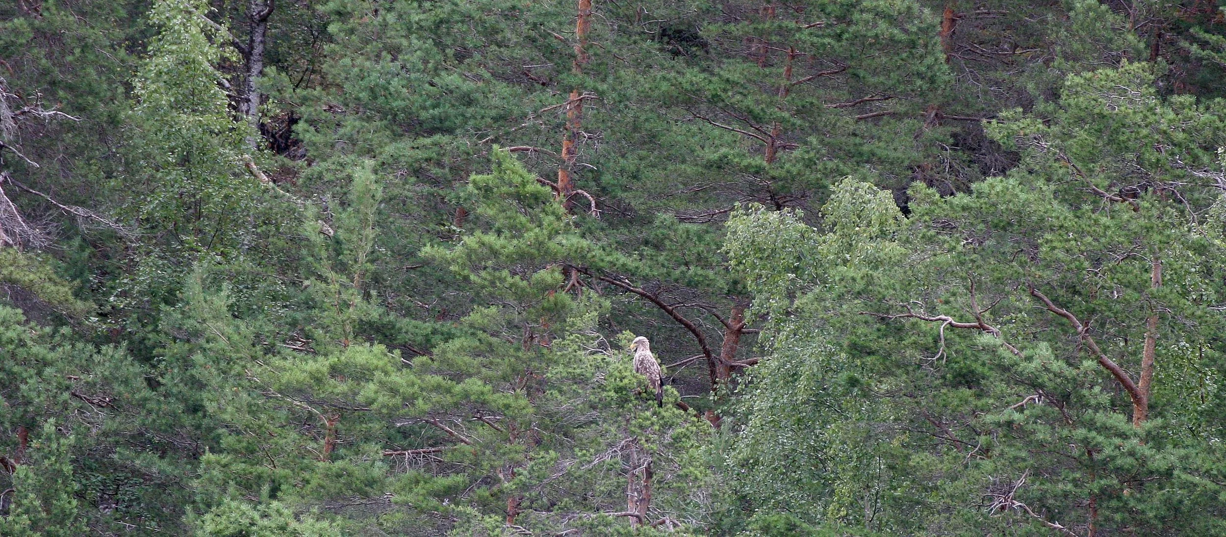 Haliaeetus albicilla - WHITE-TAILED SEA EAGLE - GEIRANGER FJORD NORWAY (3).jpg