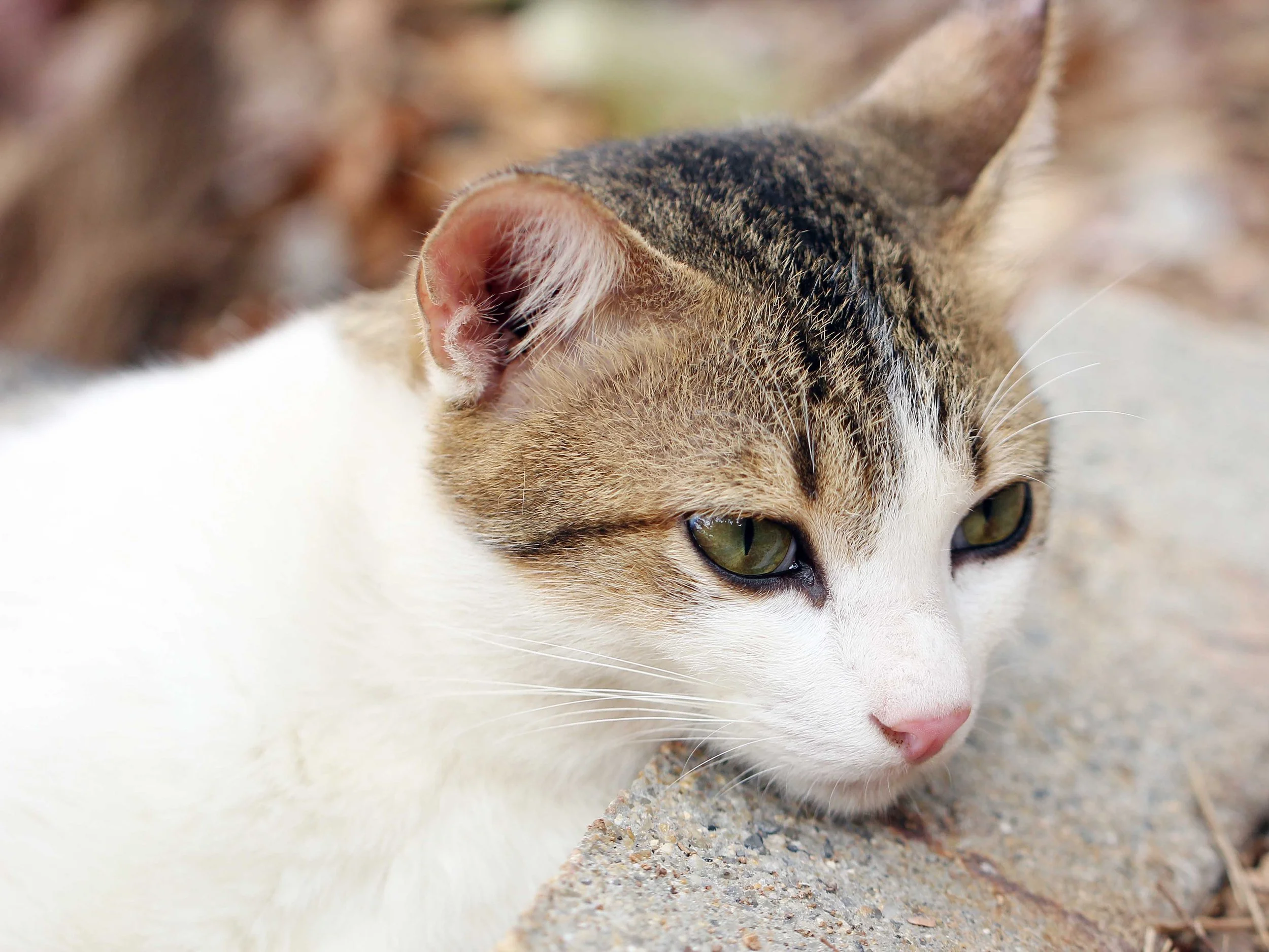 2015 Koh Lanta Songkran with friends from ISB (409).JPG