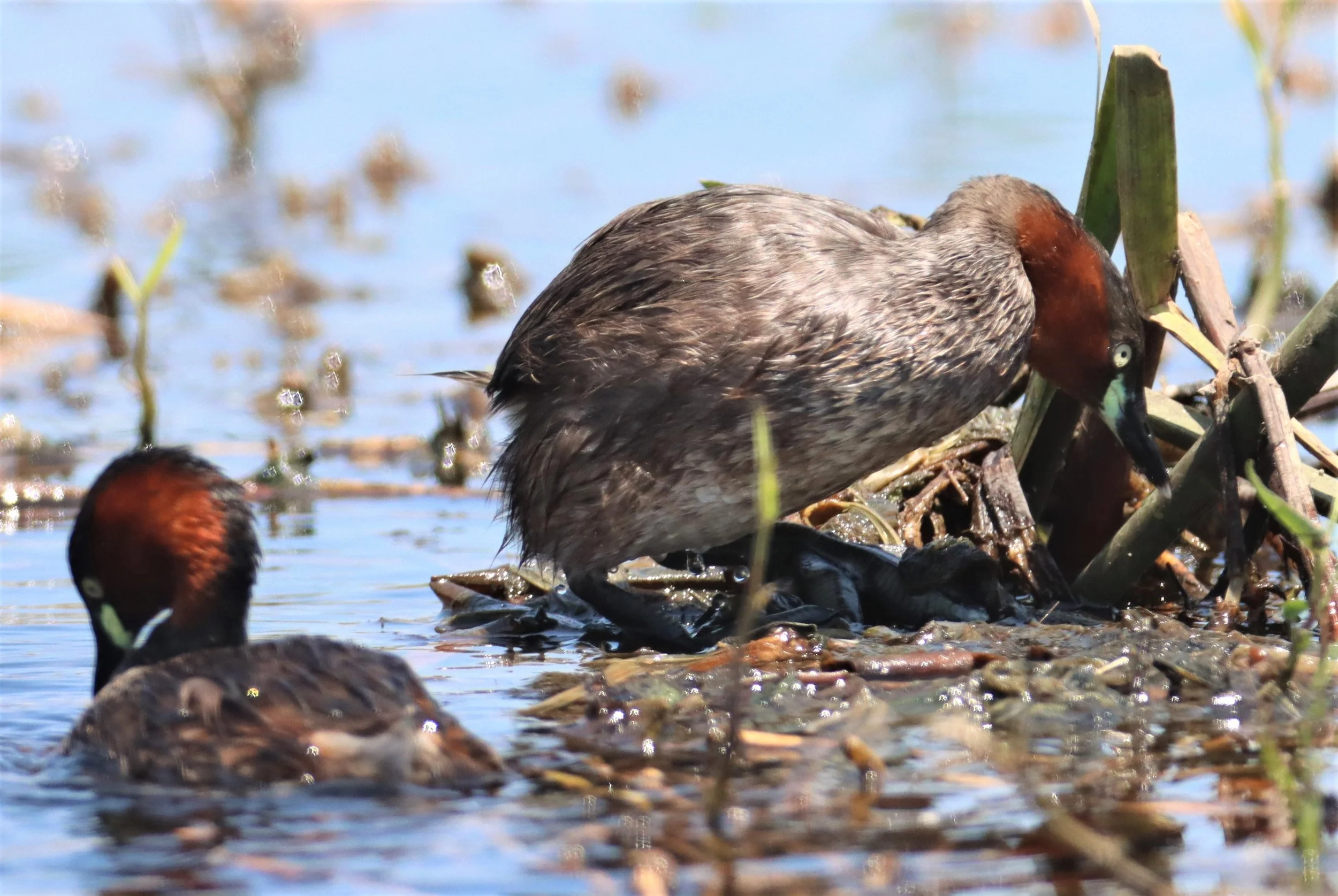 Little Grebe (Tachybaptus ruficollis) Bang Khaem Wetlands Nakhon Pathom Thailand (4).jpg