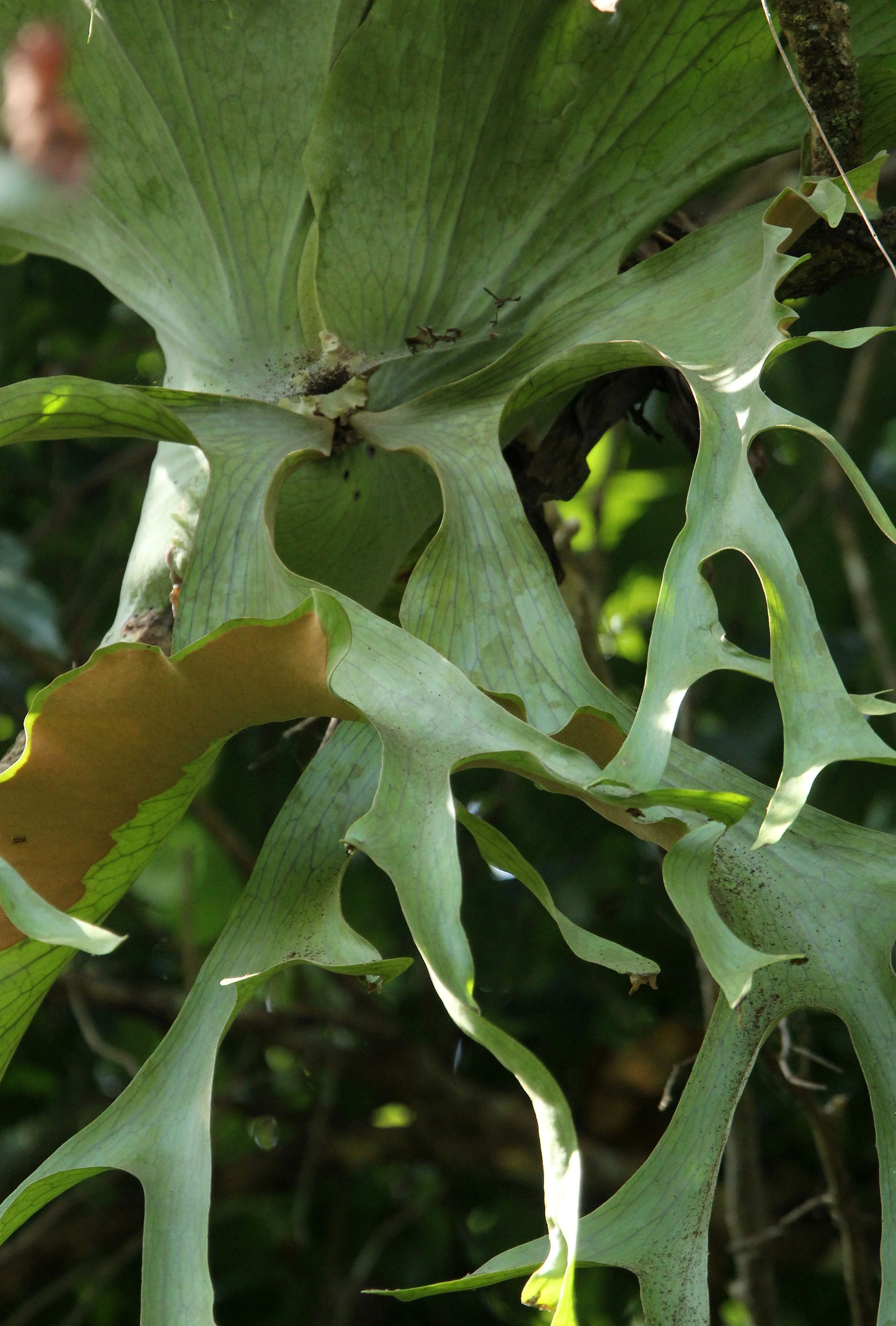 This Staghorn Fern could be Platycerium ridleyi or Platycerium holttumii, both native to the Western Forest Complex.