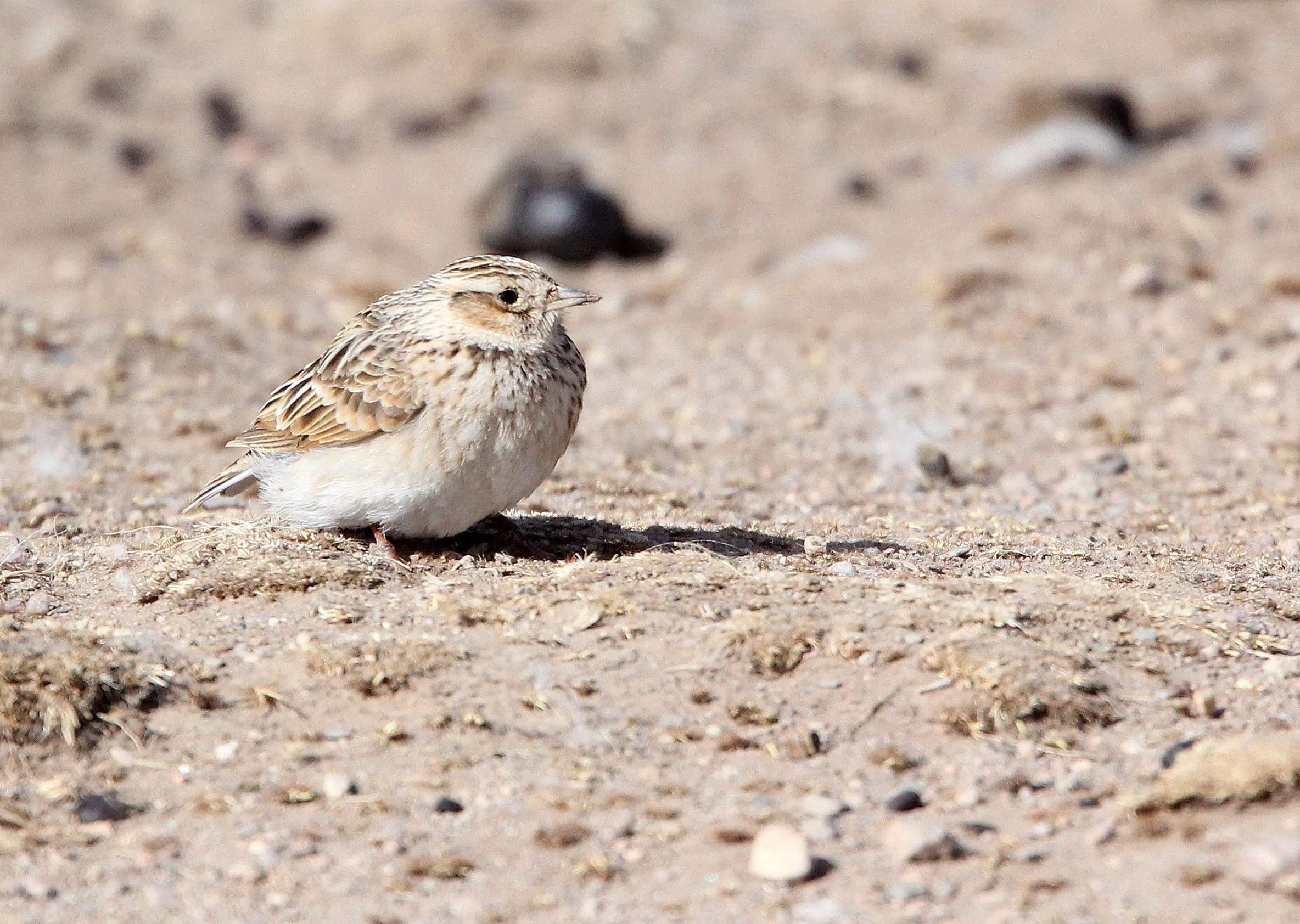 Blyth's Pipit (Anthus godlewski) Qinghai Lake, China (2).JPG