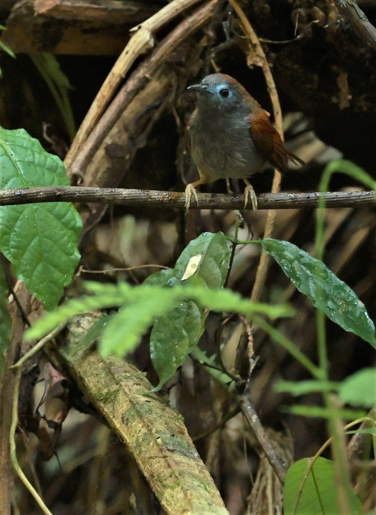BABBLER - CHESTNUT-WINGED BABBLER - Cyanoderma erythropterum - KRUNG CHING, KHAO LUANG NATIONAL PARK, THAILAND APRIL 2023 (11).jpg