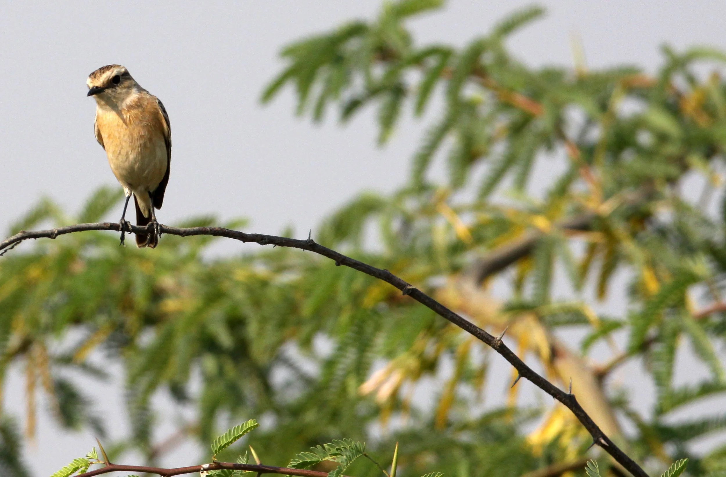 BIRD - WHEATEAR - DESERT WHEATEAR - OENANTHE DESERTI - BLACKBUCK NATIONAL PARK INDIA (2).JPG