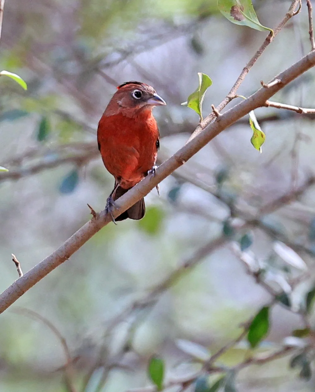Red-crested Finch (Coryphospingus cucullatus) male