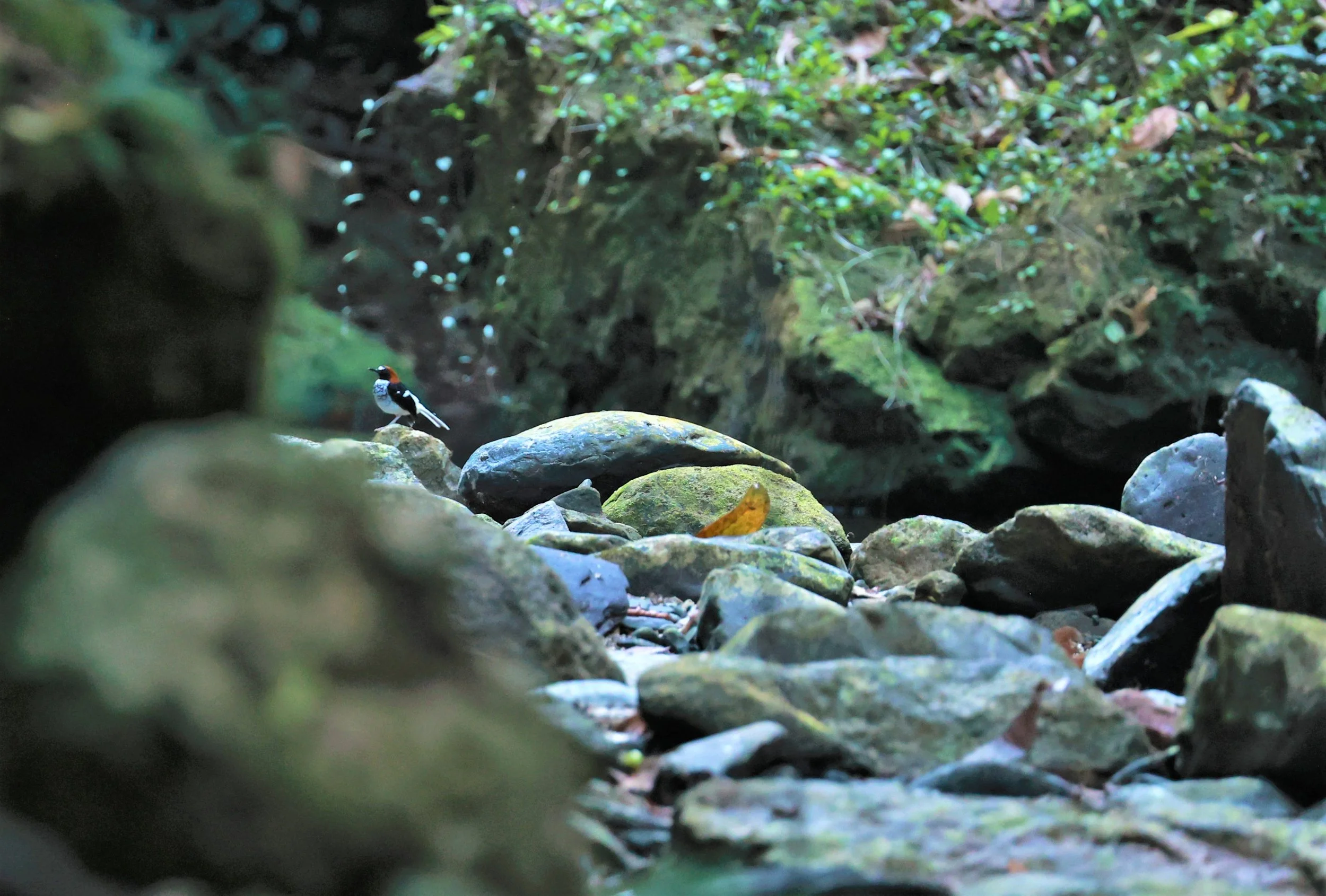 FORKTAIL - Chestnut-naped Forktail - Enicurus ruficapillus - Si Phang Nga National Park, Thailand Feb 18-19, 2023 (25).jpg