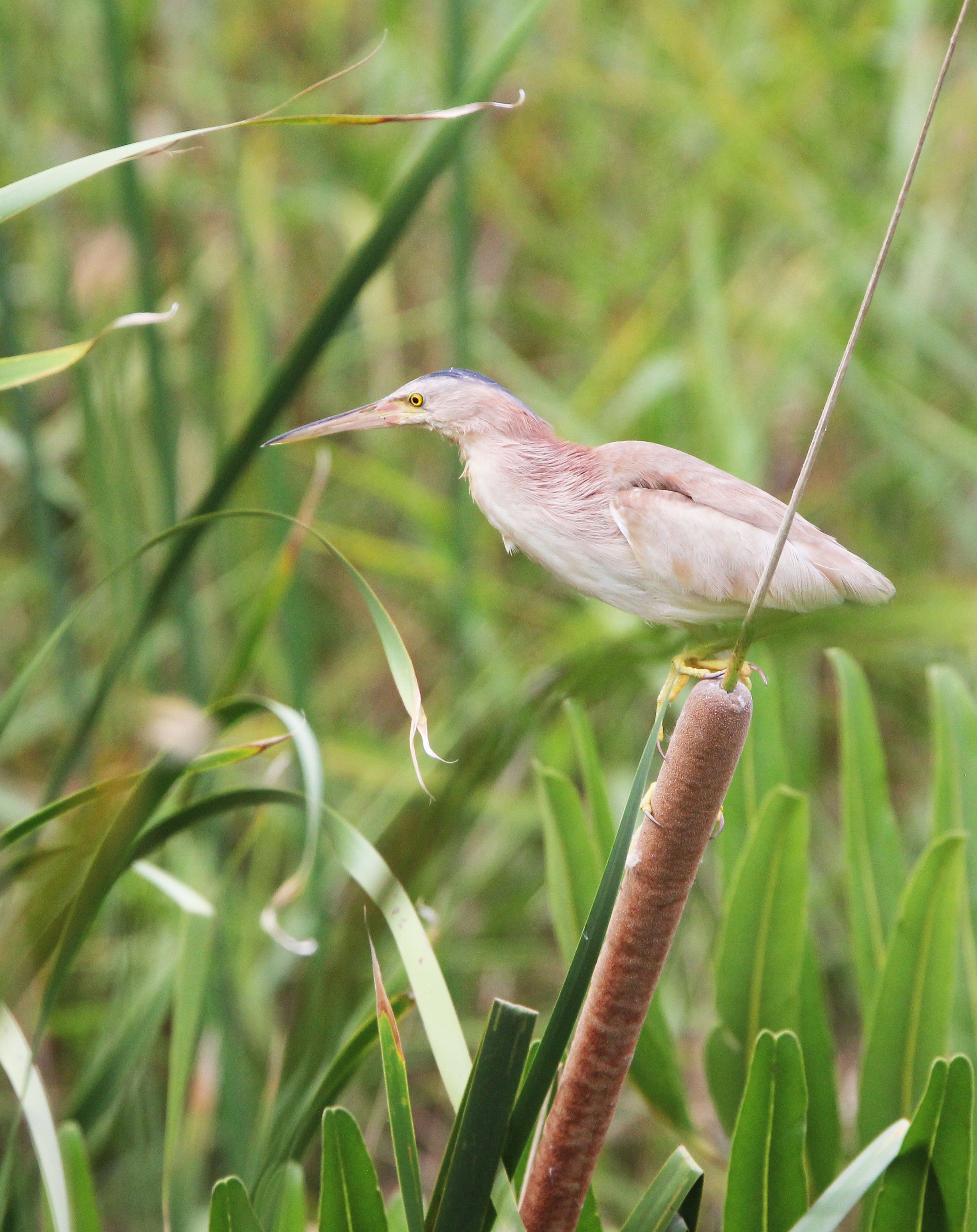 BITTERN - YELLOW BITTERN - Ixobrychus sinensis - KAO SAM ROI YOD NATIONAL PARK THAILAND (19).JPG