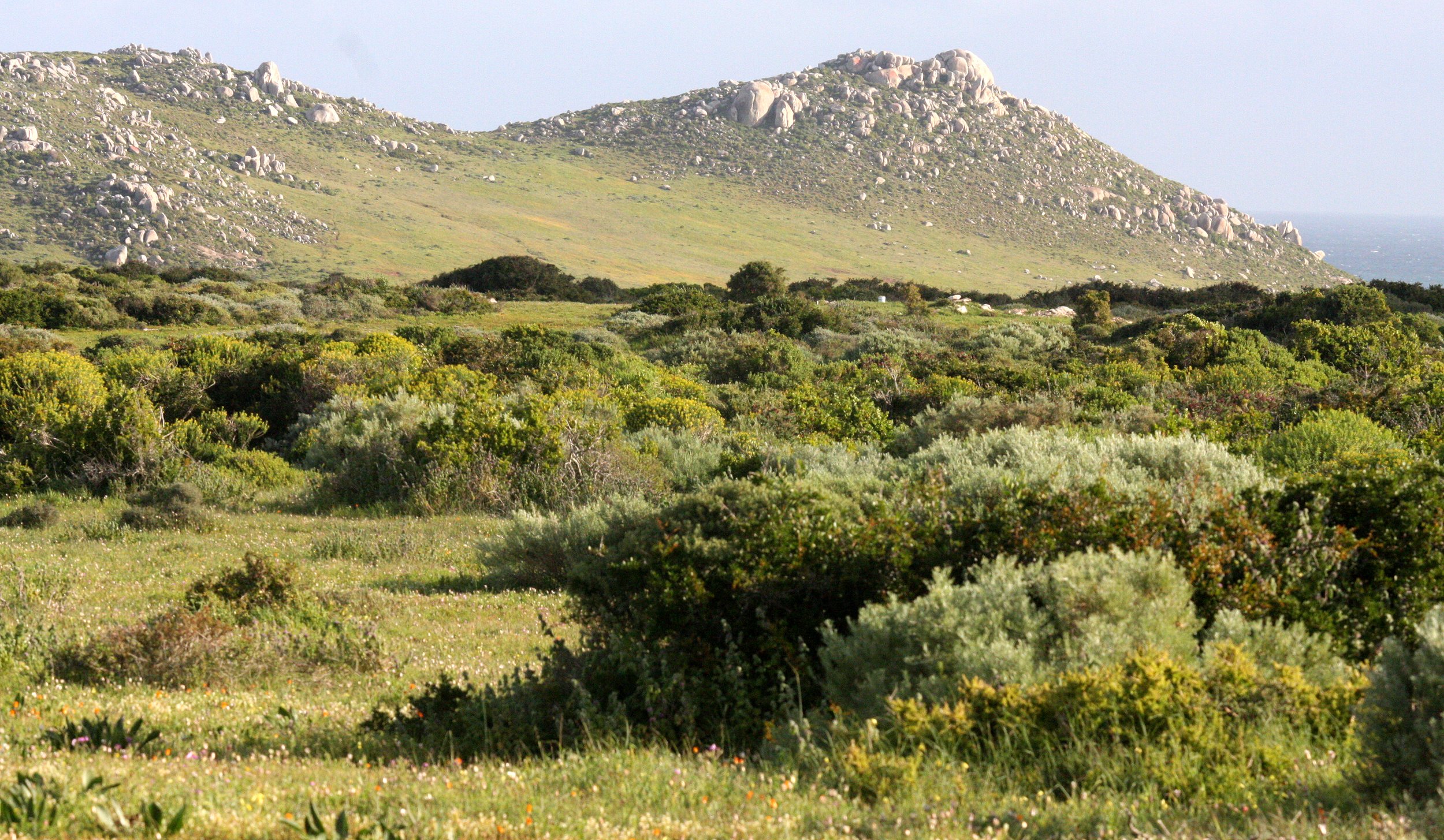 WEST COAST NATIONAL PARK SOUTH AFRICA - COASTAL FYNBO COMMUNITY.JPG