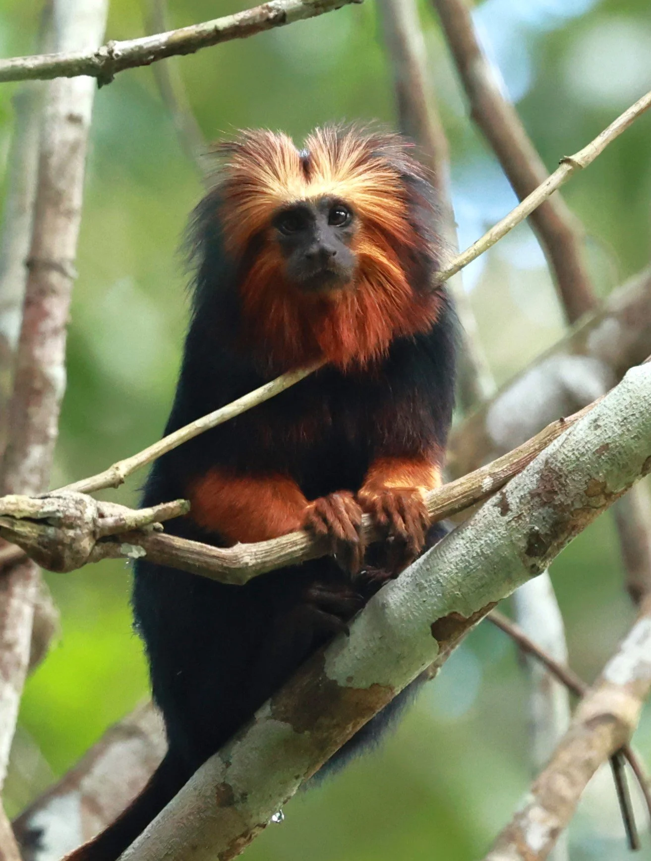 Callitrichidae - Leontopithecus chrysomelas - Golden-headed Lion Tamarin - Illeus, Bahia Brazil, Una Township Area  (29).JPG