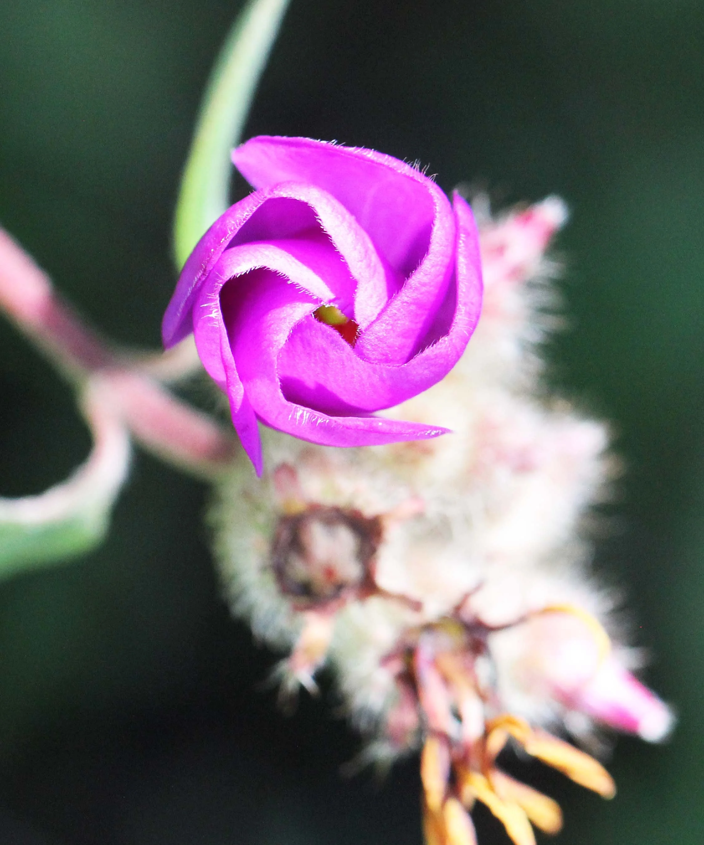 PAMPADUM SHOLA NATIONAL PARK - KERALA INDIA - PHOTO BY SOM SMITH (92).JPG