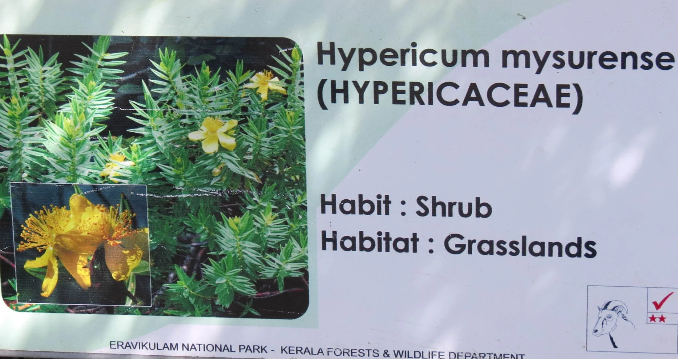 ERAVIKULUM NATIONAL PARK INDIA (21).JPG