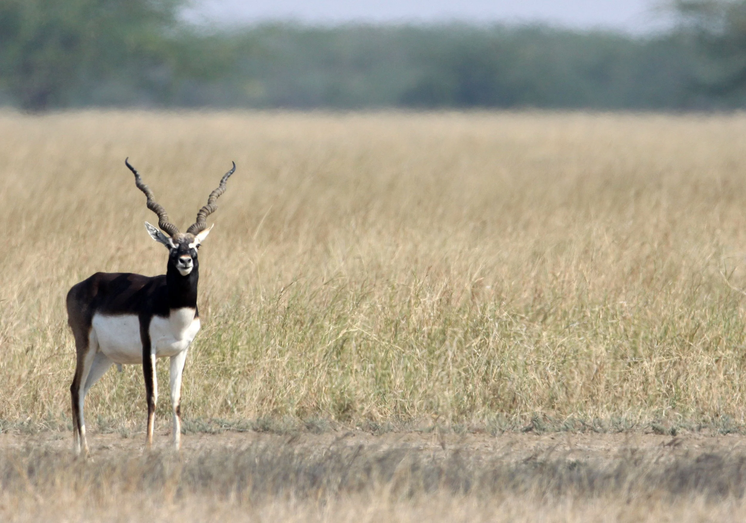 BLACKBUCK - RAJPUTAN BLACKBUCK - Antilope cervicapra rajputanae - VELEVADAR BLACKBUCK NATIONAL PARK GUJARAT (68).JPG