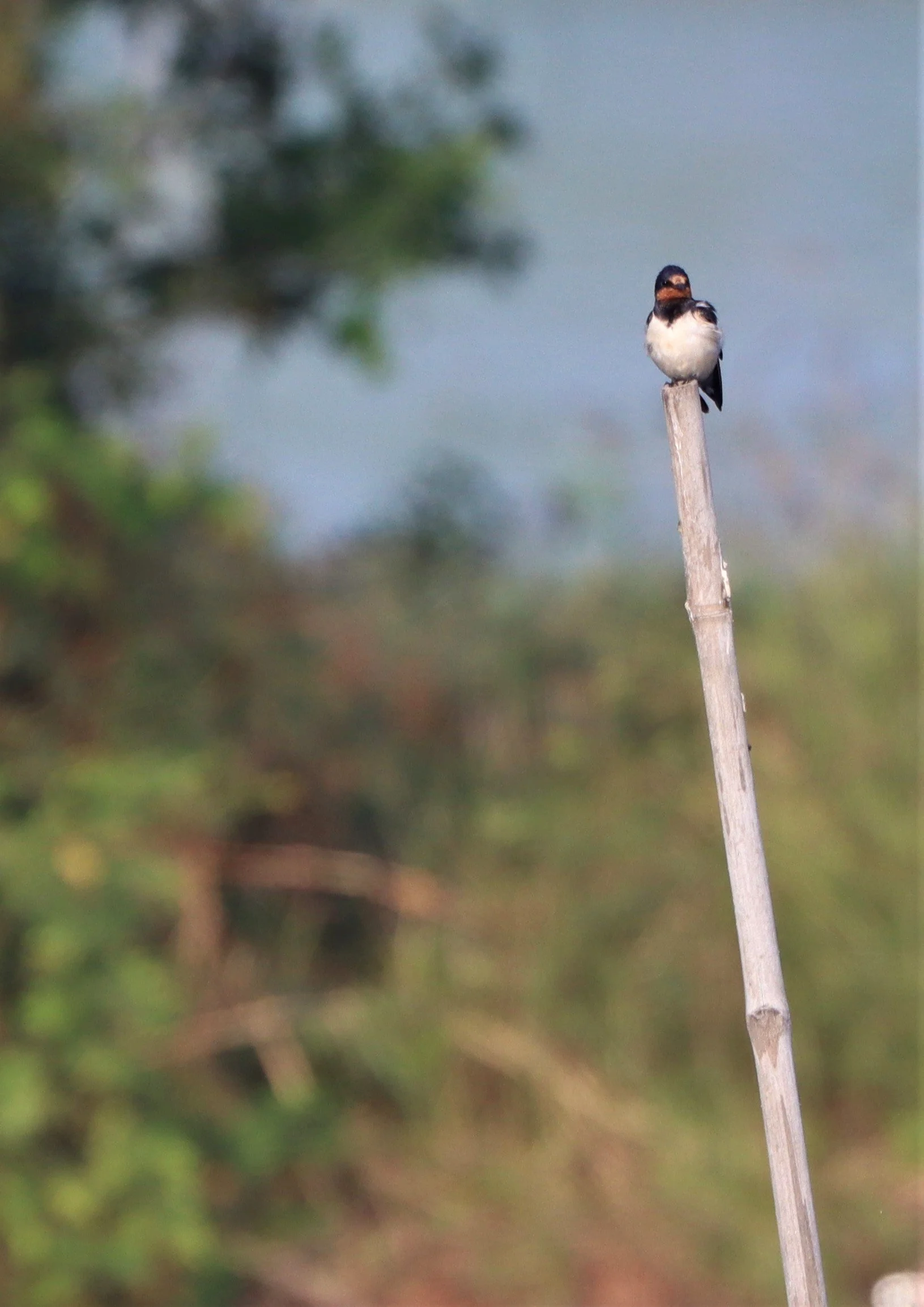 Barn Swallow (Hirundo rustica) Lat Krabang Thailand.jpg