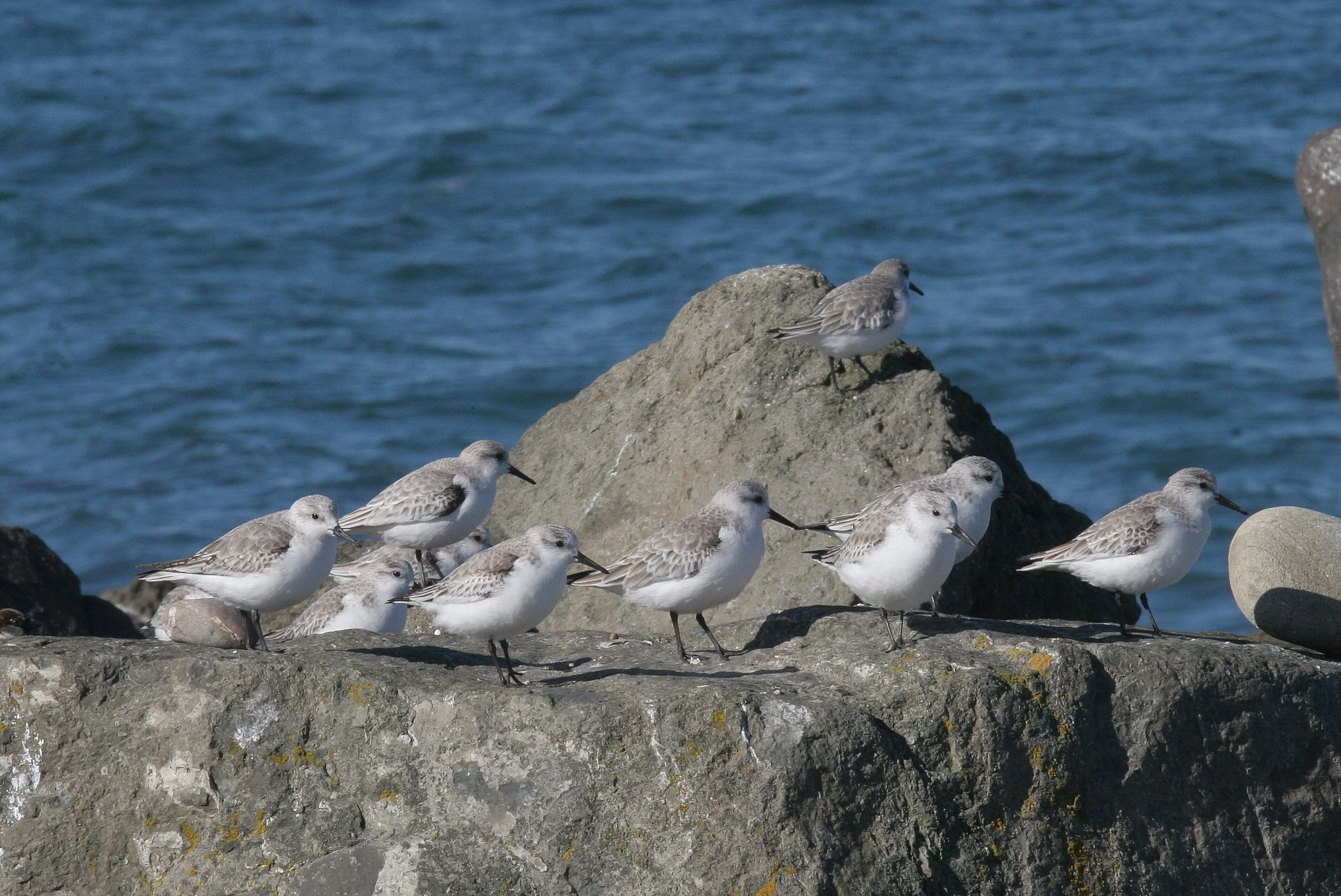 BIRD - SANDERLINGS - EDIZ HOOK PA HARBOR (22).jpg