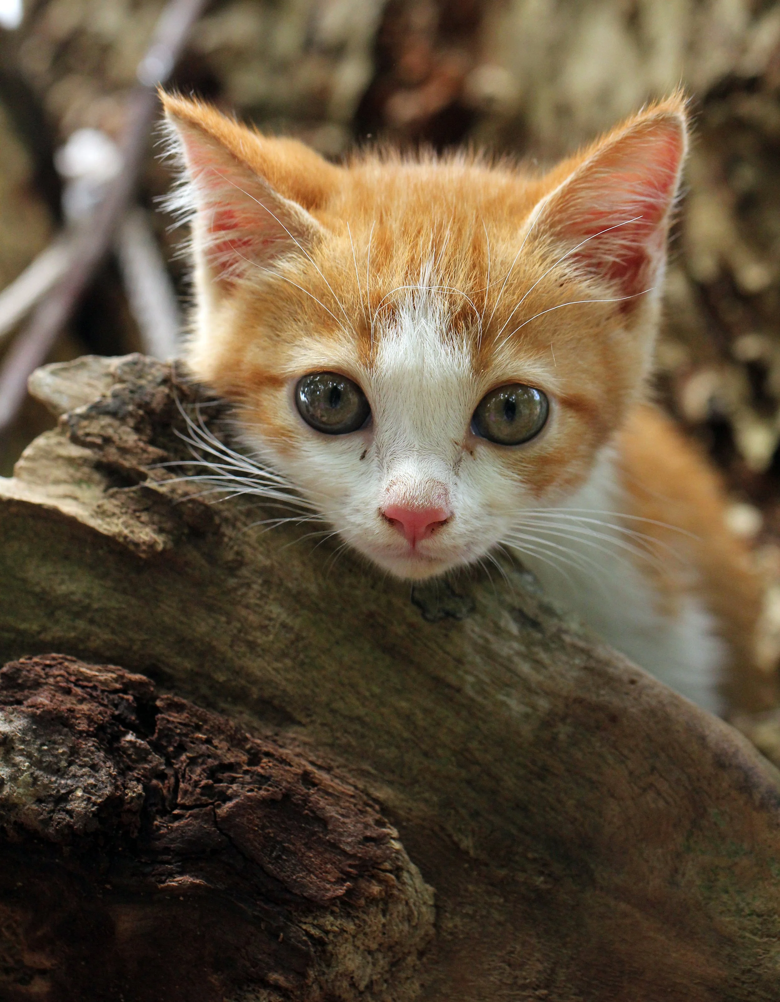 2015 Koh Lanta Summer Misc Images (1058).JPG