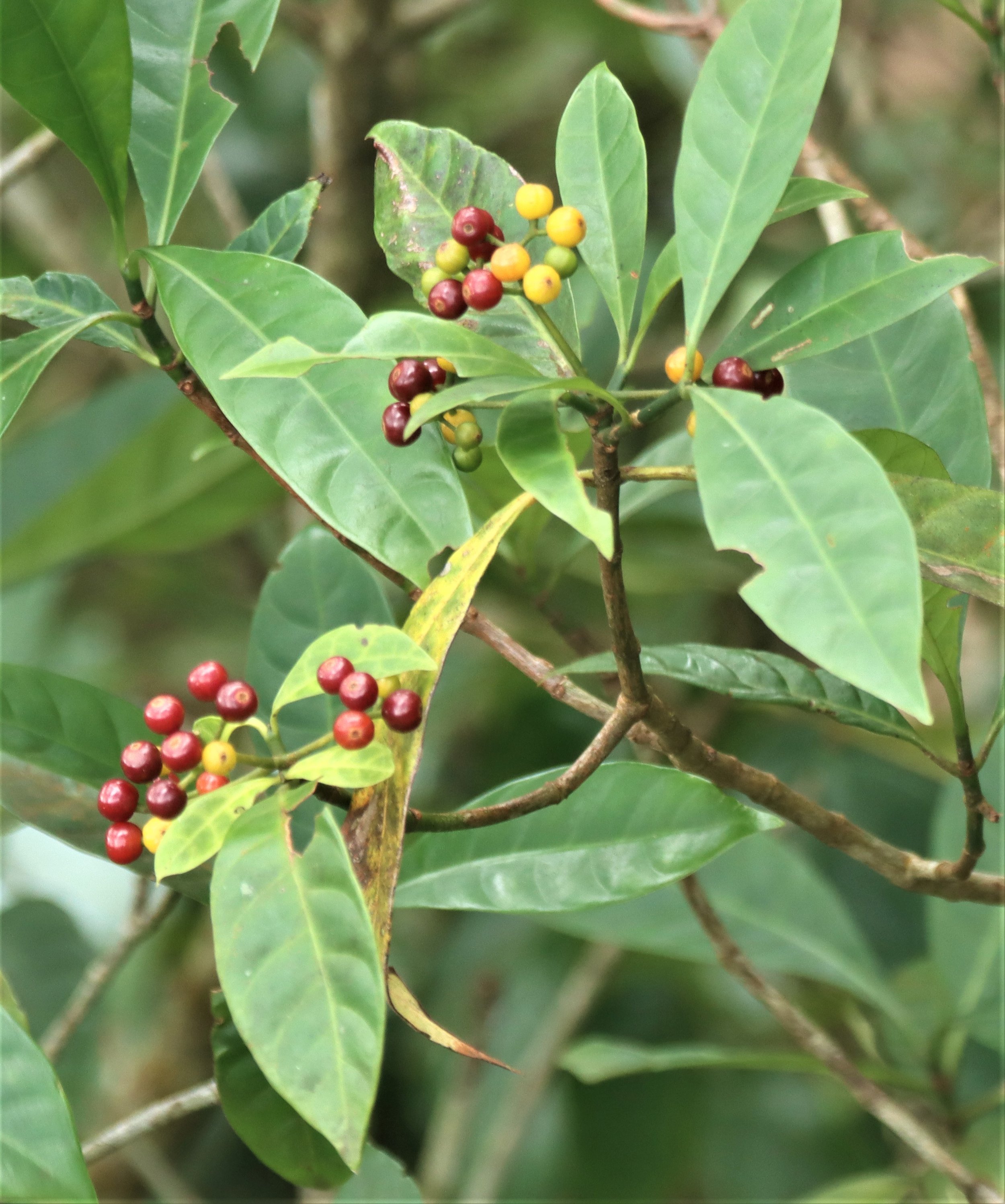 Red Psychotria or Wild Coffee (Psychotria asiatica) seen in Khao Yai