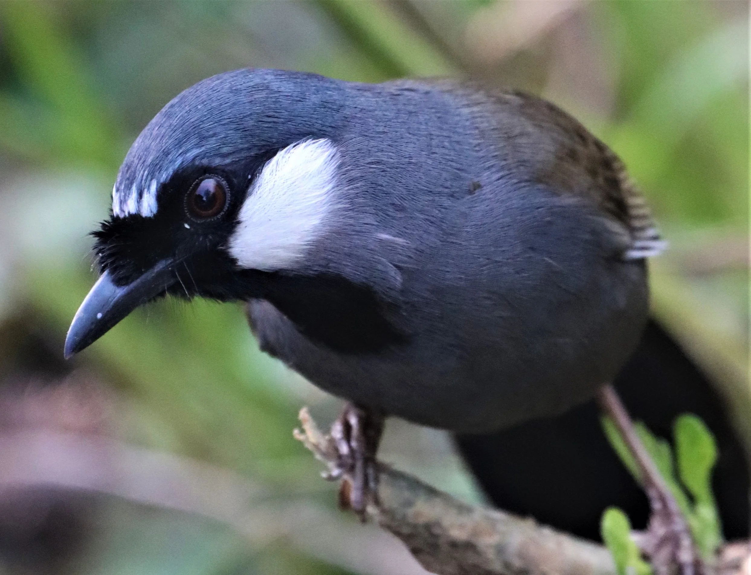 LAUGHINGTHRUSH - BLACK-THROATED LAUGHINGTHRUSH - Garrulax chinensis - KHAO DIEU DAI, KHAO YAI NP (29).jpg
