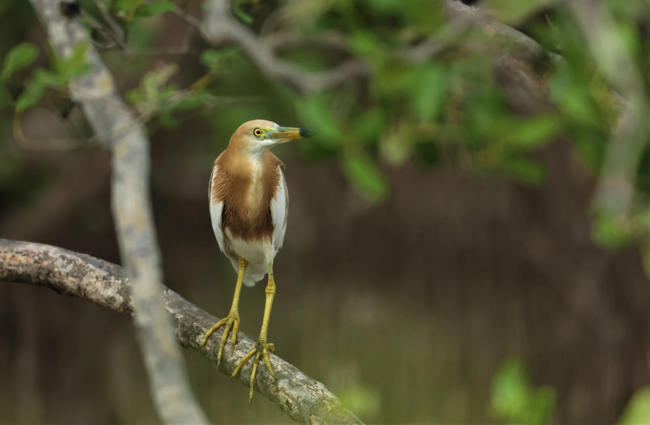 HERON - JAVAN POND HERON - Ardeola speciosa - BANG PU MANGROVE FOREST MAY 7 2022 (1).jpg
