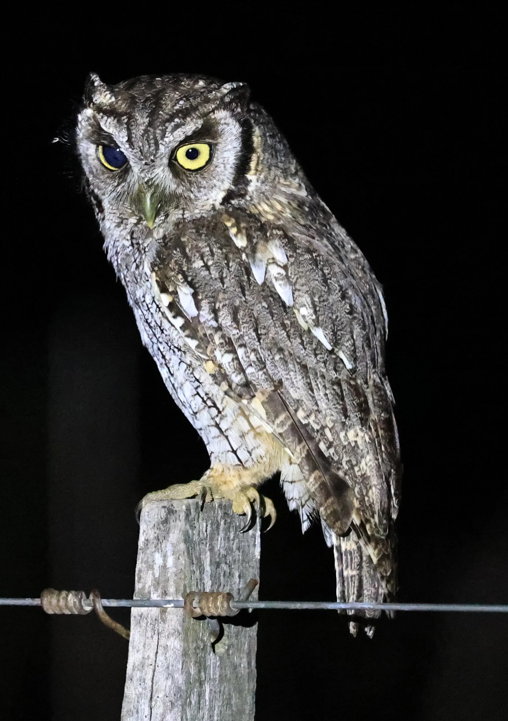 Tropical Screech-Owl (Megascops choliba) Hotel Campestre Iparoma Paraguay (26).jpg