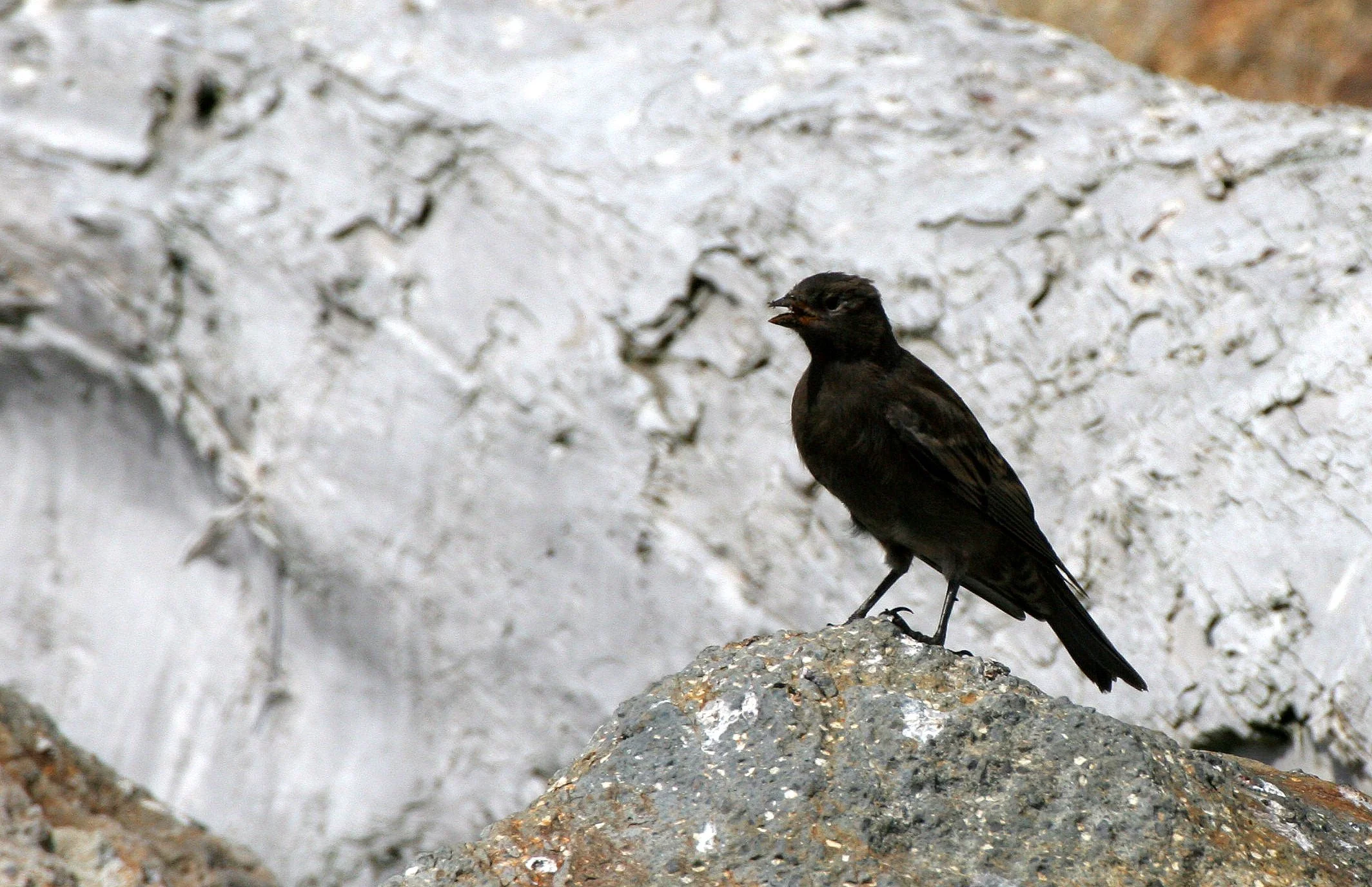 Gray-crowned Rosy-Finch (Leucosticte tephrocotis) Commander Islands Russia (2).jpg