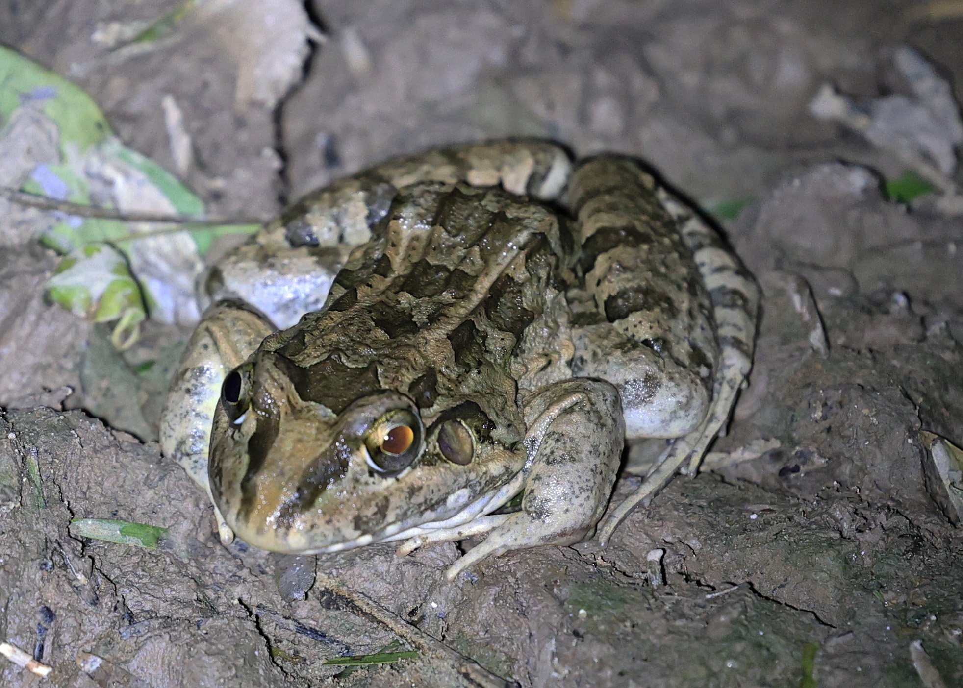 Chaco Frog (Leptodactylus chaquensis) Parque Nacional Teniente Agripino Enciso (3).jpg