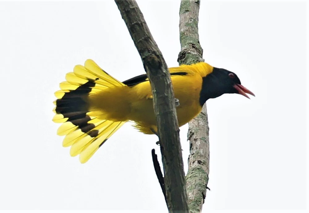 Black-hooded Oriole (Oriolus xanthornus) Baan Maka Nature Resort Petchaburi Thailand (20).jpg