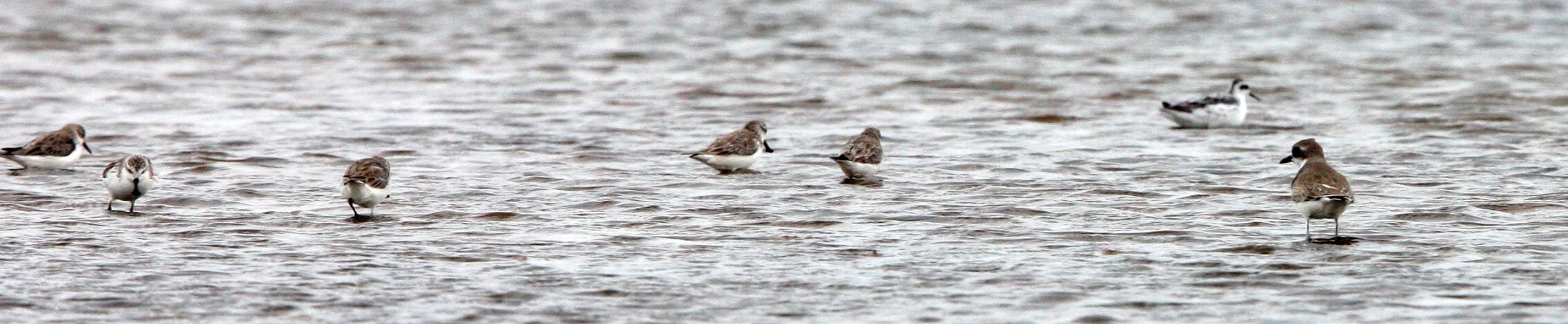 SANDPIPER - SPOON-BILLED SANDPIPER - Calidris pygmeus - PAK THALE PETCHABURI PROVINCE THAILAND (30).JPG