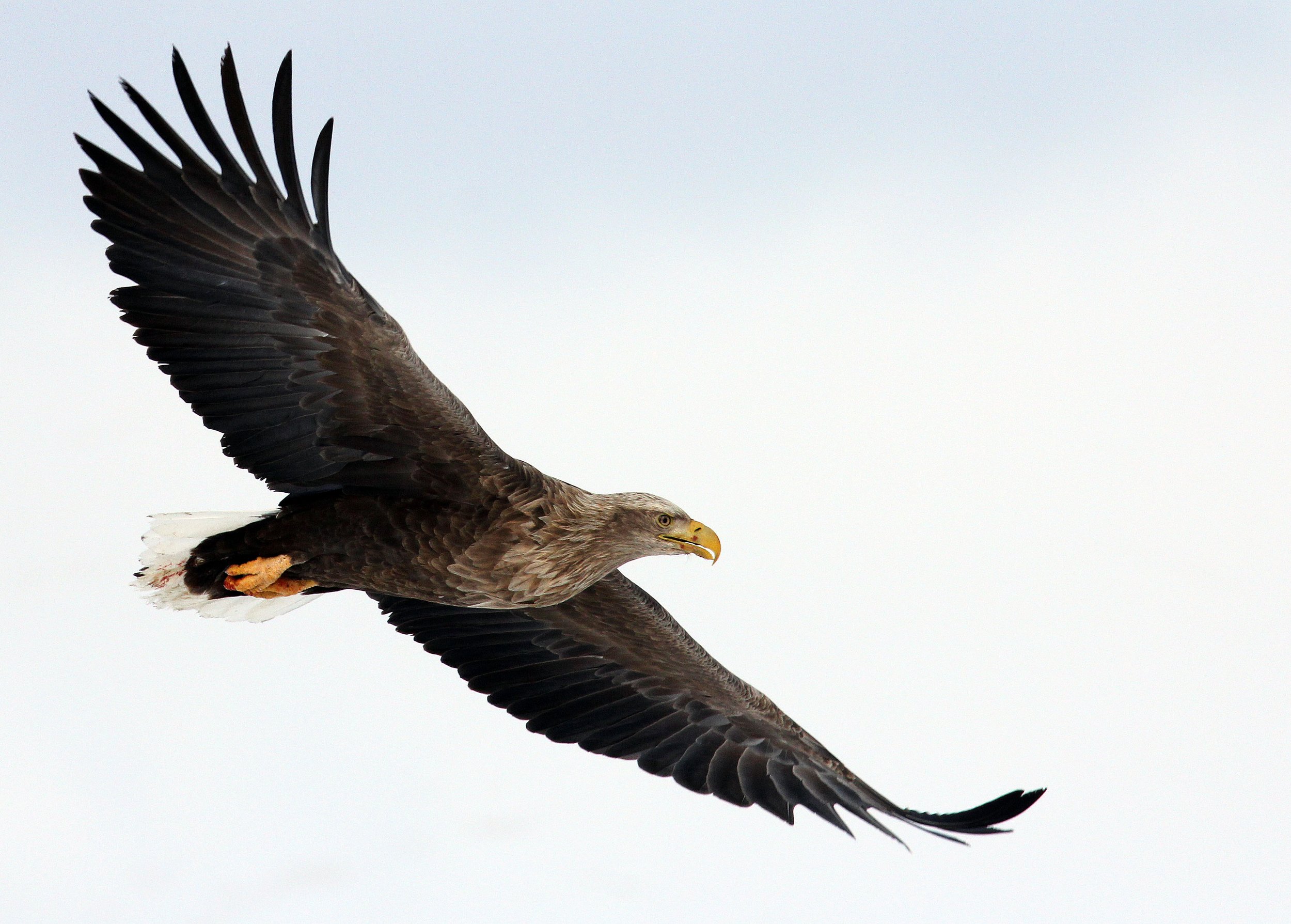 Haliaeetus albicilla - WHITE-TAILED EAGLE - AKAN INTERNATIONAL CRANE CENTER - HOKKAIDO JAPAN (64).JPG