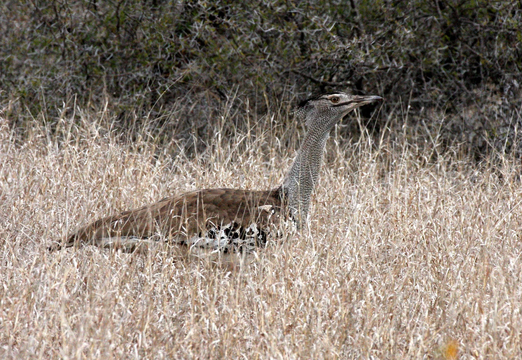 Kori bustard (Ardeotis kori) Kruger NP, South Africa (9).JPG