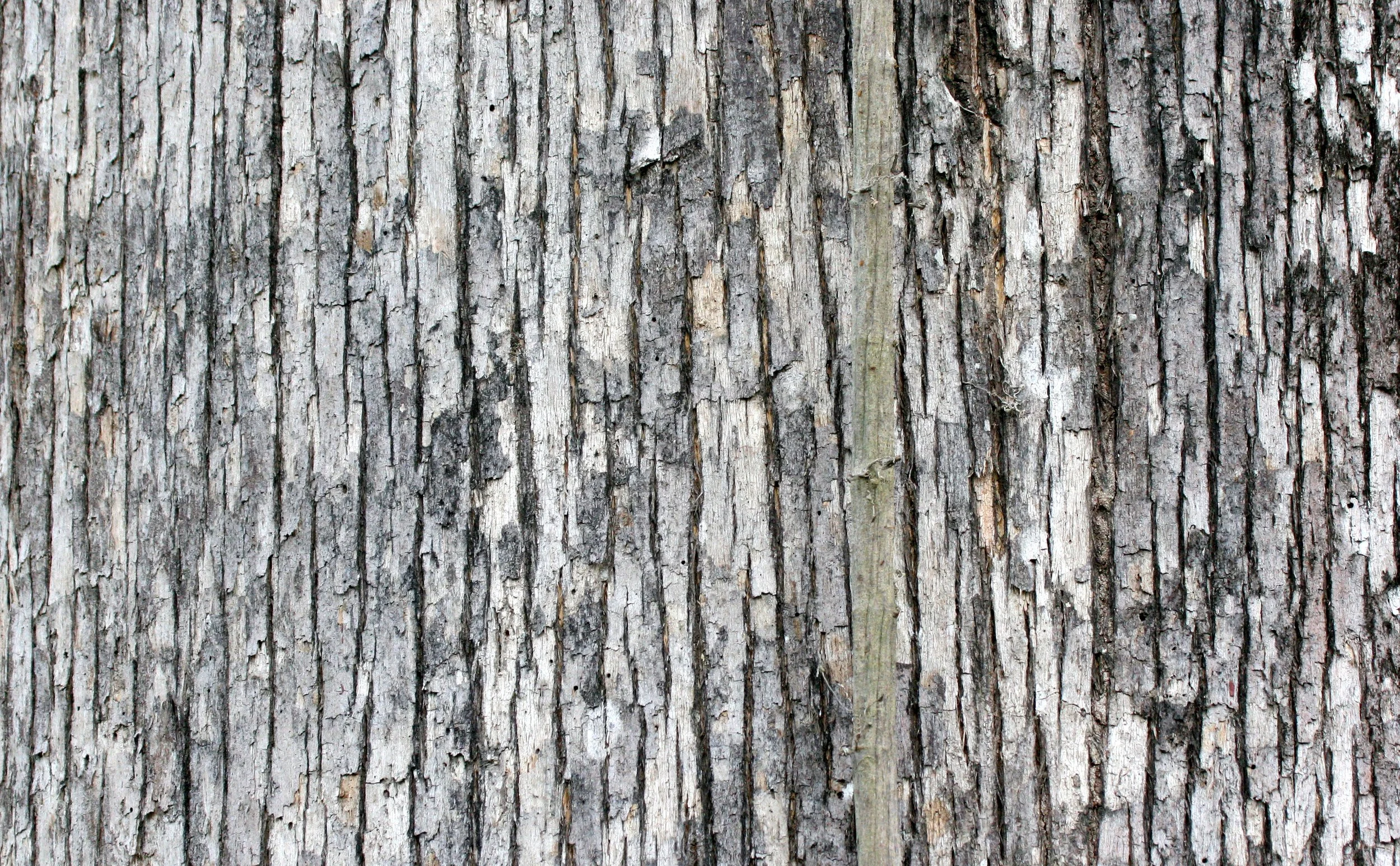 DANUM VALLEY BORNEO - MAHOGANY SPECIES.JPG