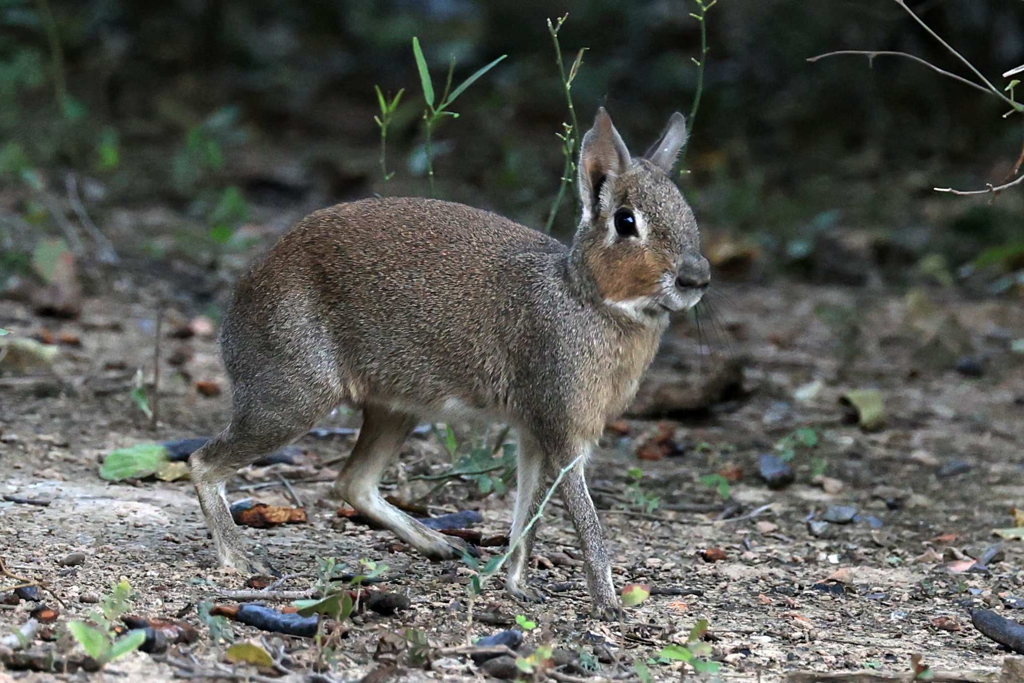 Chacoan Mara (Dolichotis salinicola) Hotel Campestre Iparoma Paraguay (19).jpg