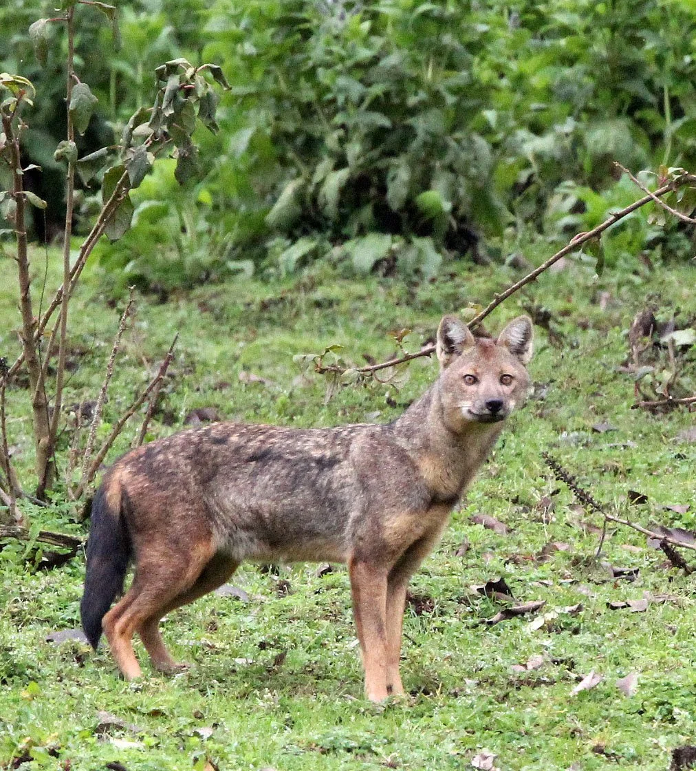JACKAL - Lupulella adustus kaffensis - KAFFA SIDE-STRIPED JACKAL - MYSTERY CANID - BALE MOUNTAINS NATIONAL PARK ETHIOPIA HARRENA FOREST (38).JPG
