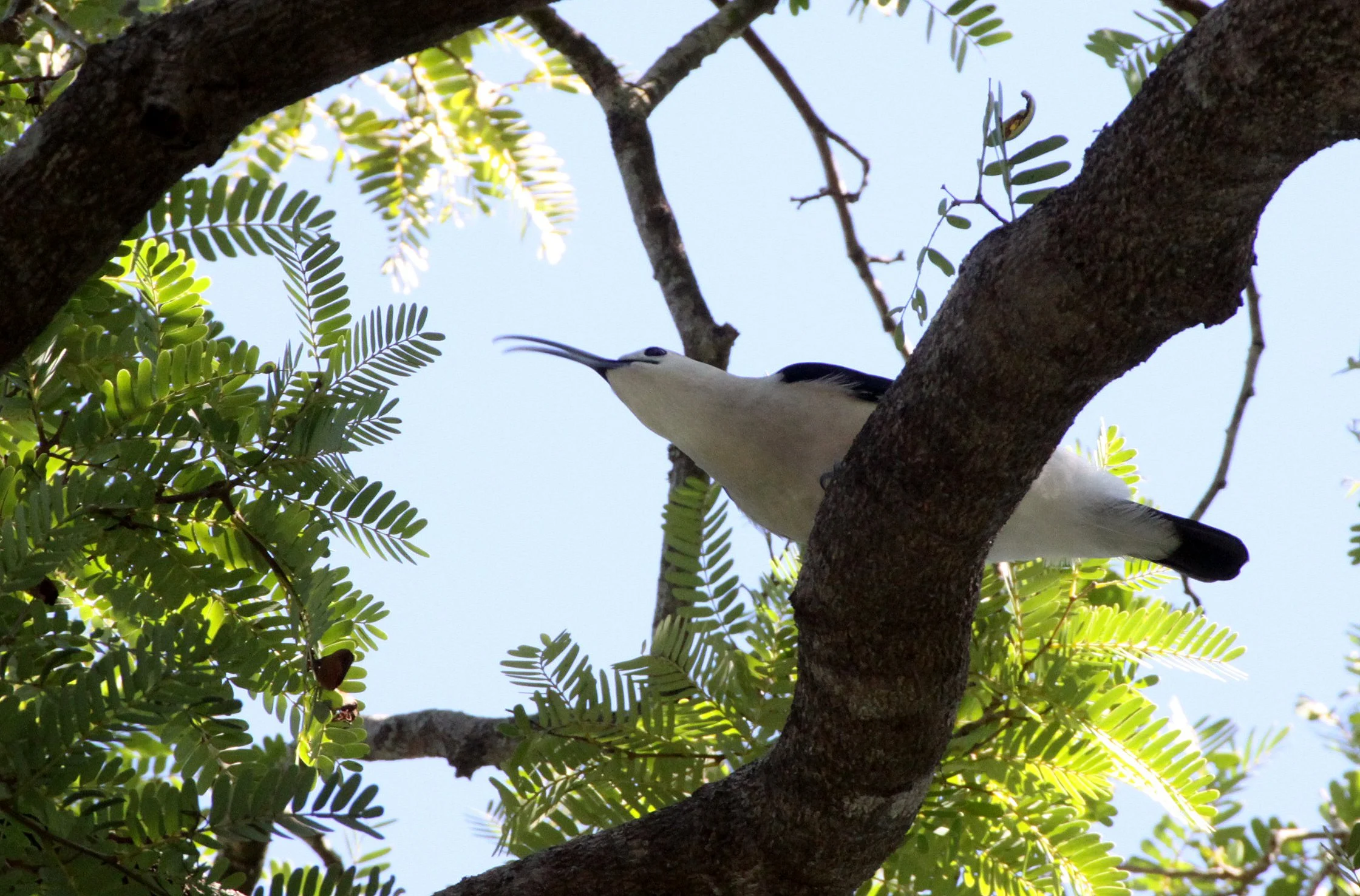 Falculea palliata - Sickle-billed Vanga - Berenty Reserve Madagascar 