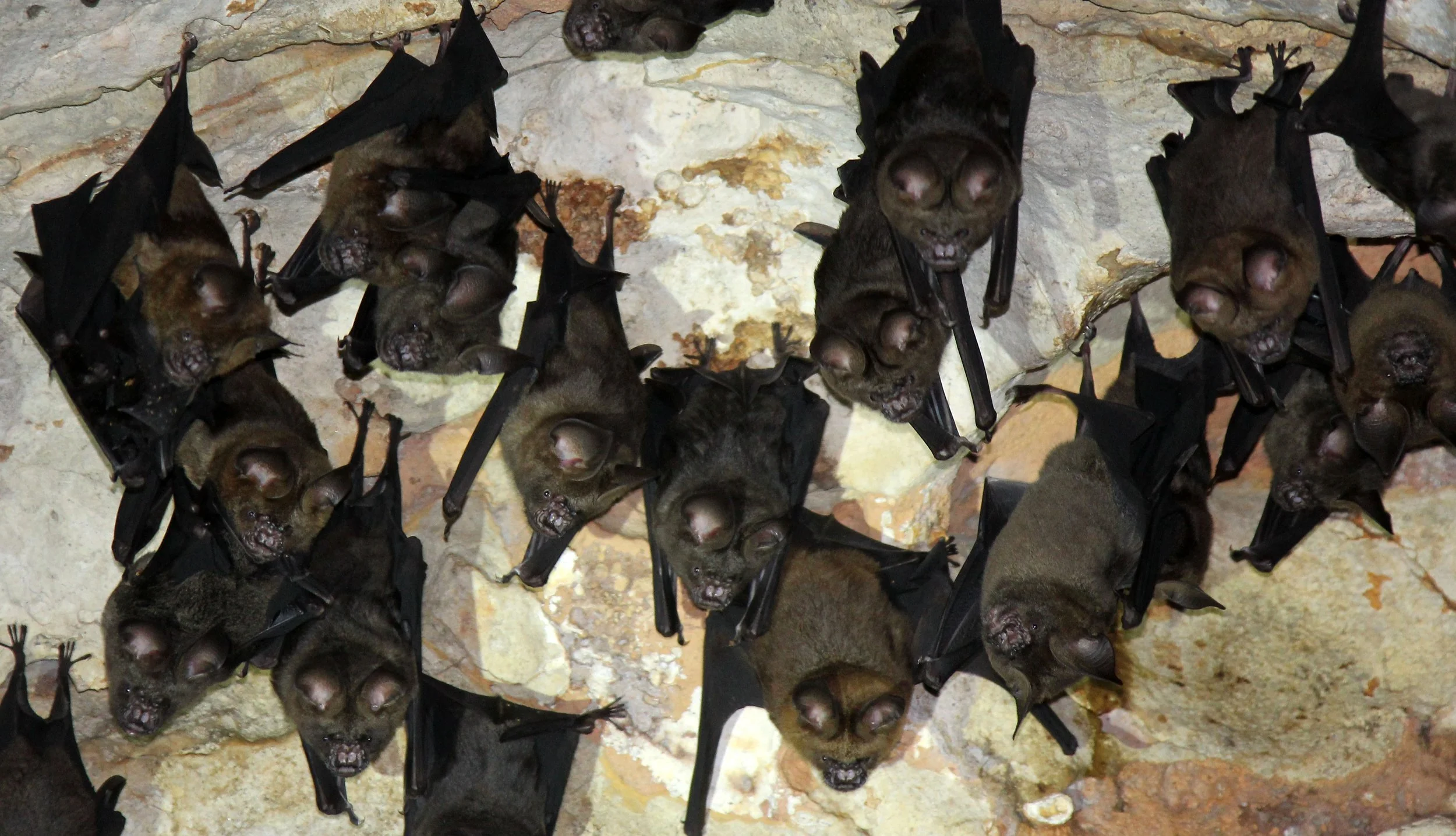 Hipposideros armiger - GREAT ROUNDLEAF BAT - PHI THA KHON TEMPLE LOEI (41).JPG