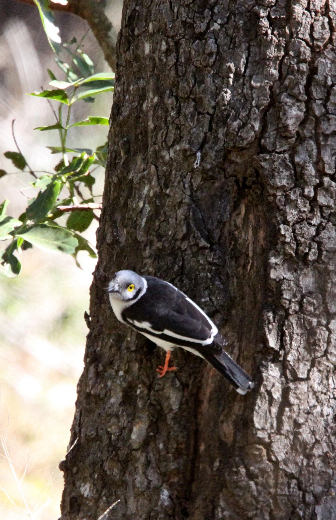 White-crested Helmet-shrike (Prionops plumatus) Imfolozi NP South Africa (2).JPG
