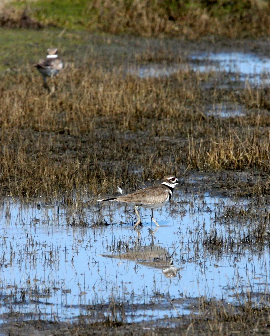 BIRD - KILLDEER - CARRIZO PLAIN NATIONAL MONUMENT CALIFORNIA (6).JPG