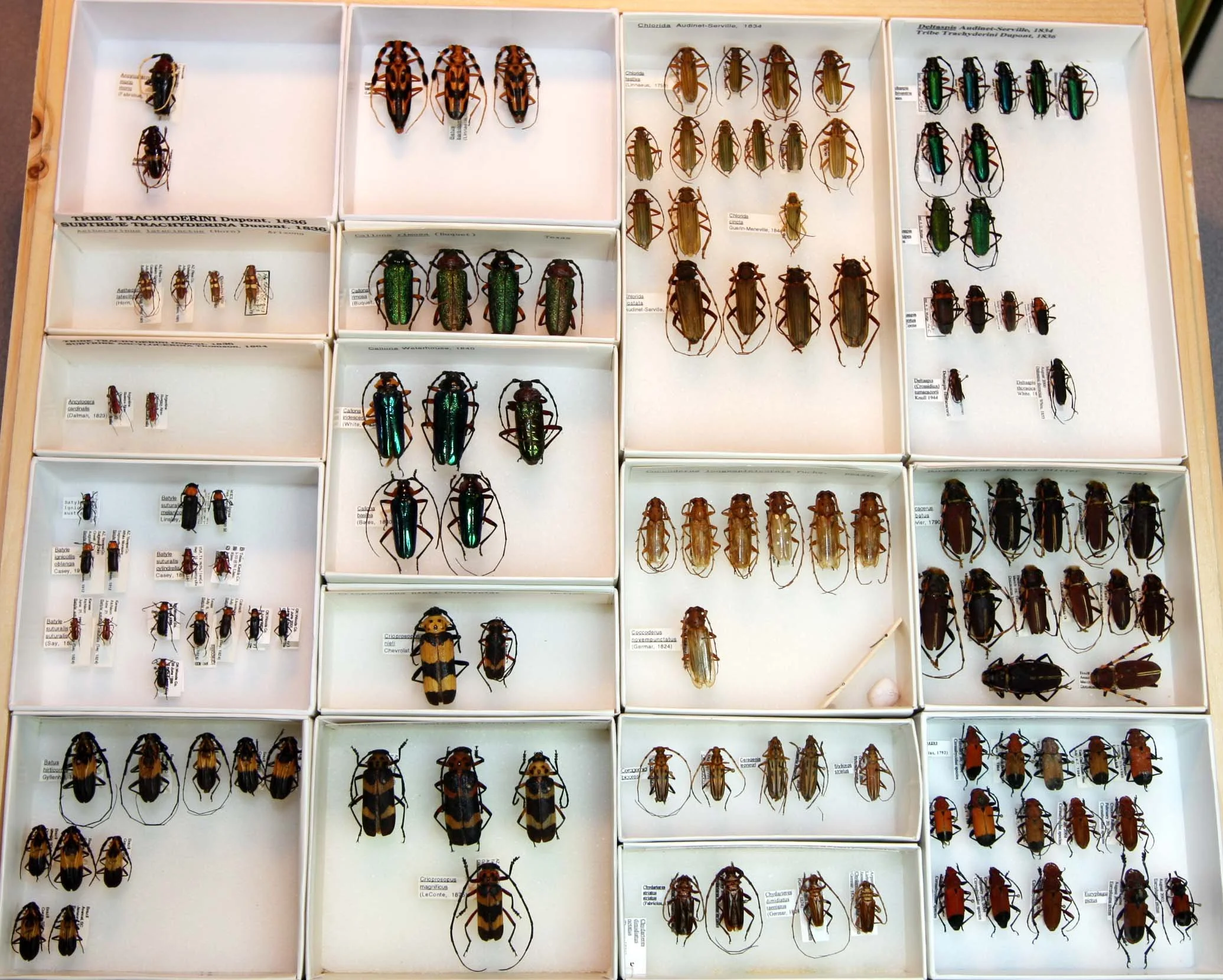 24 Cerambycinae - Trachyderini.JPG